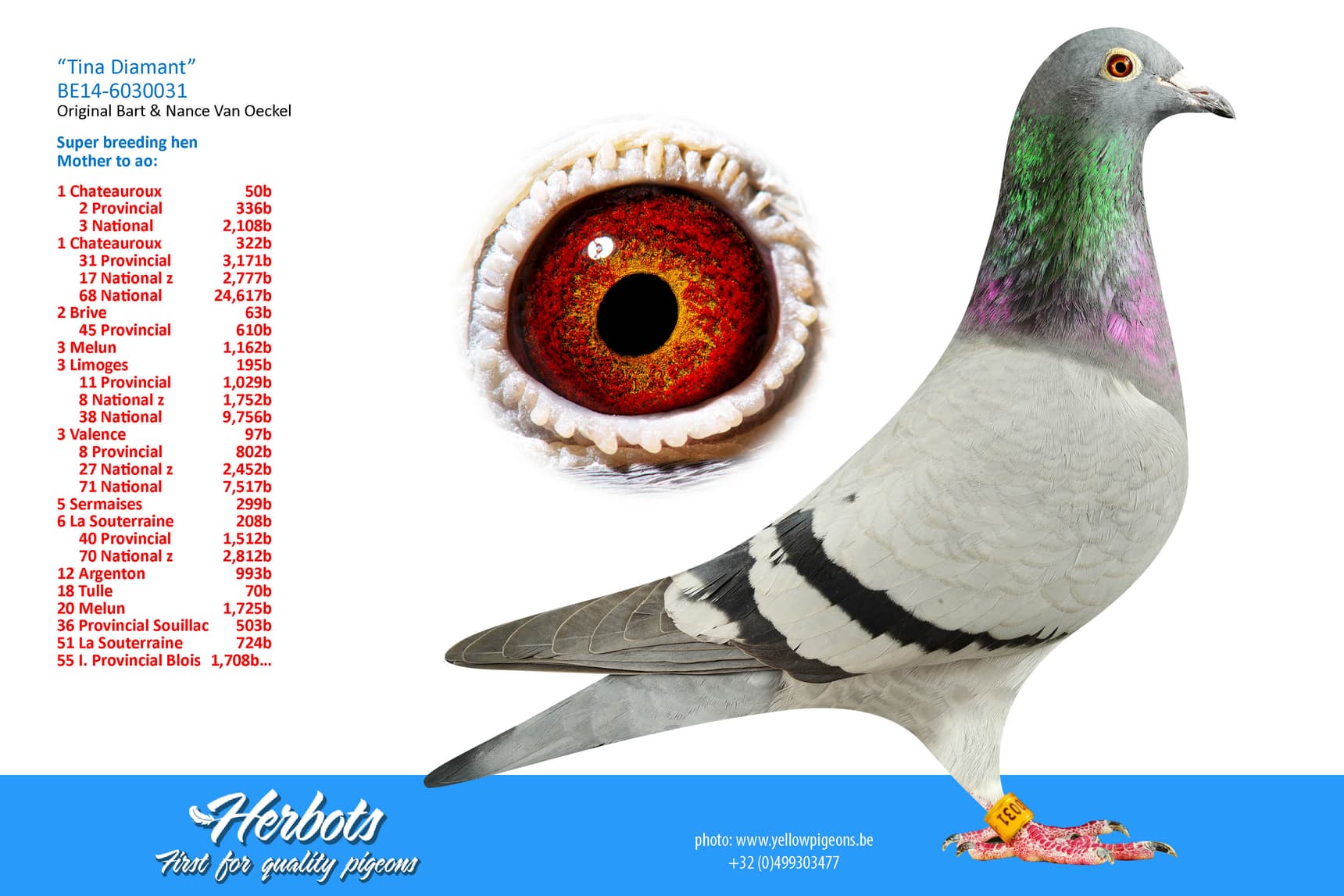 pigeon: undefined