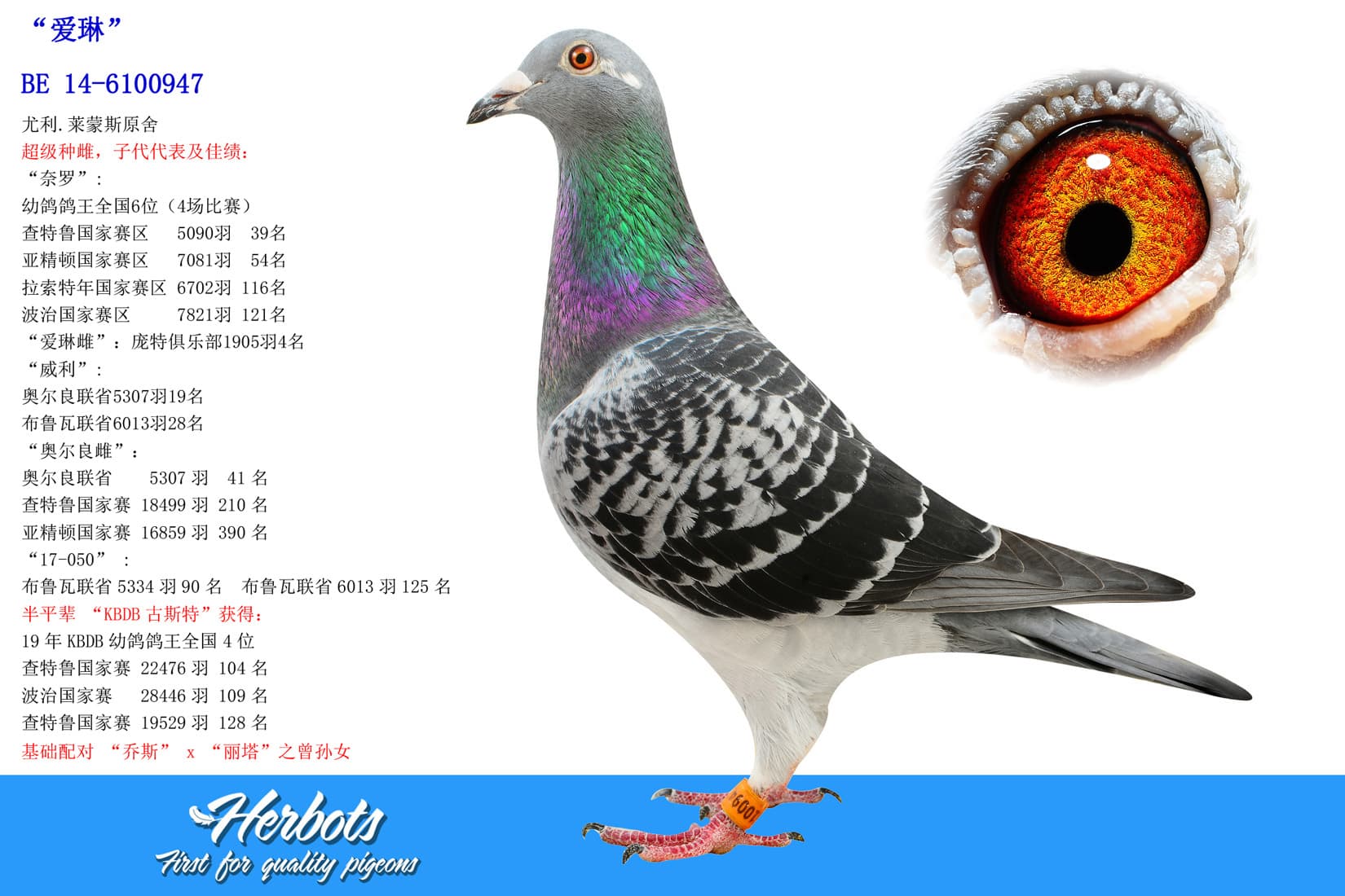 pigeon: undefined