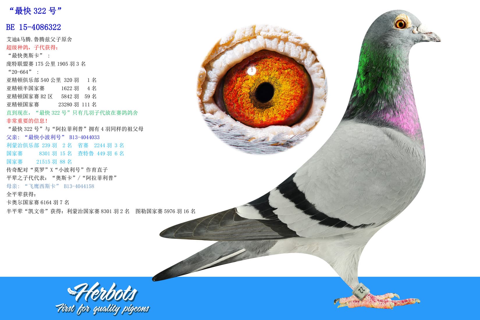 pigeon: undefined