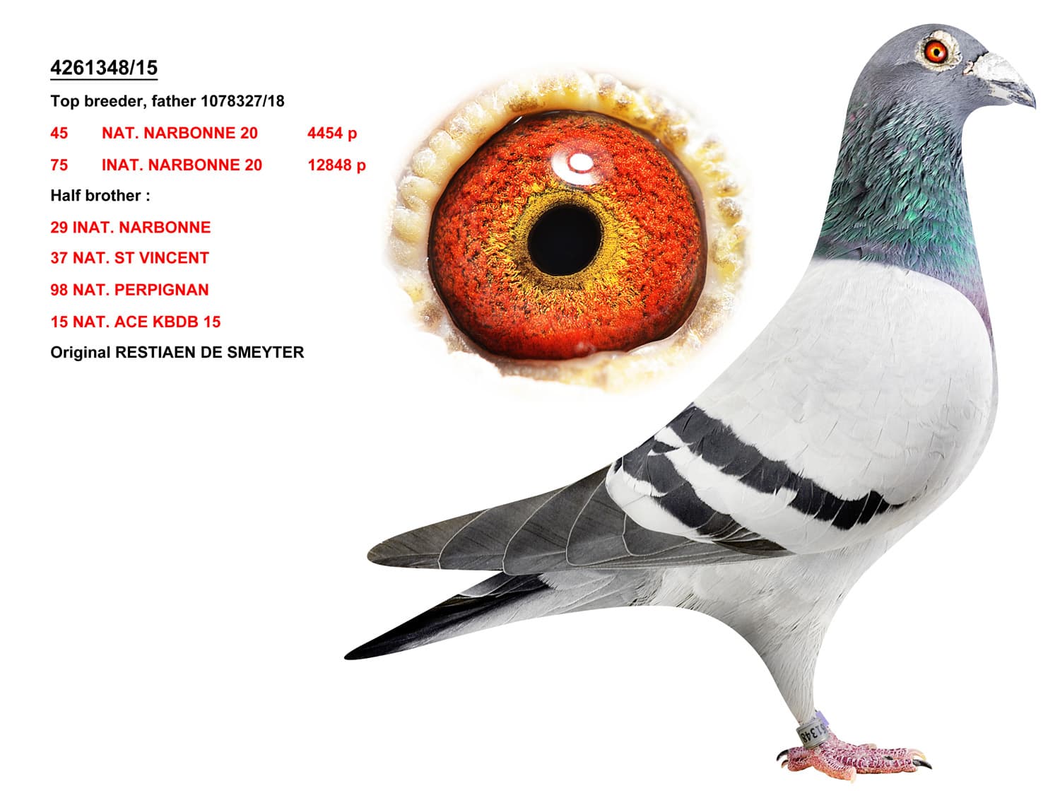 pigeon: undefined