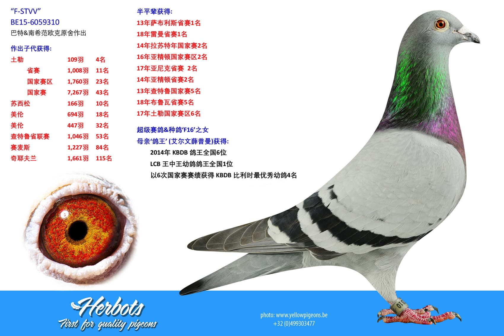 pigeon: undefined