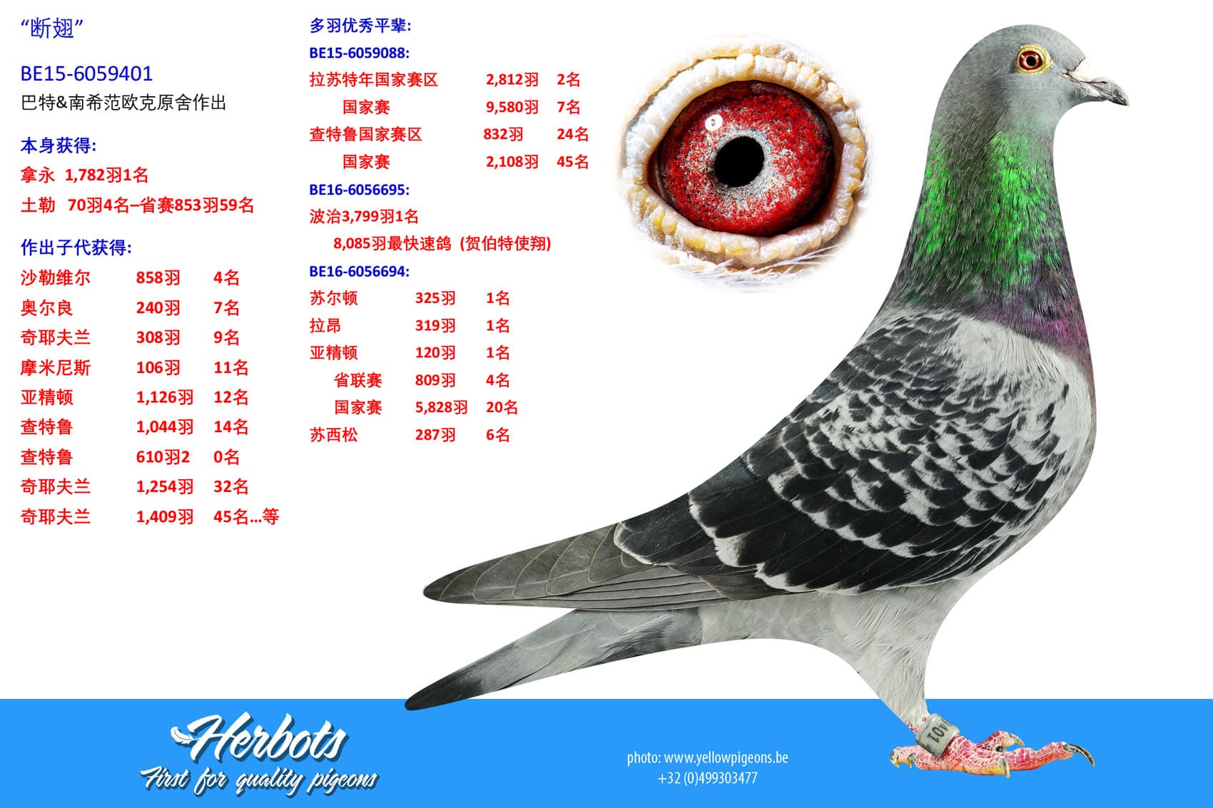 pigeon: undefined