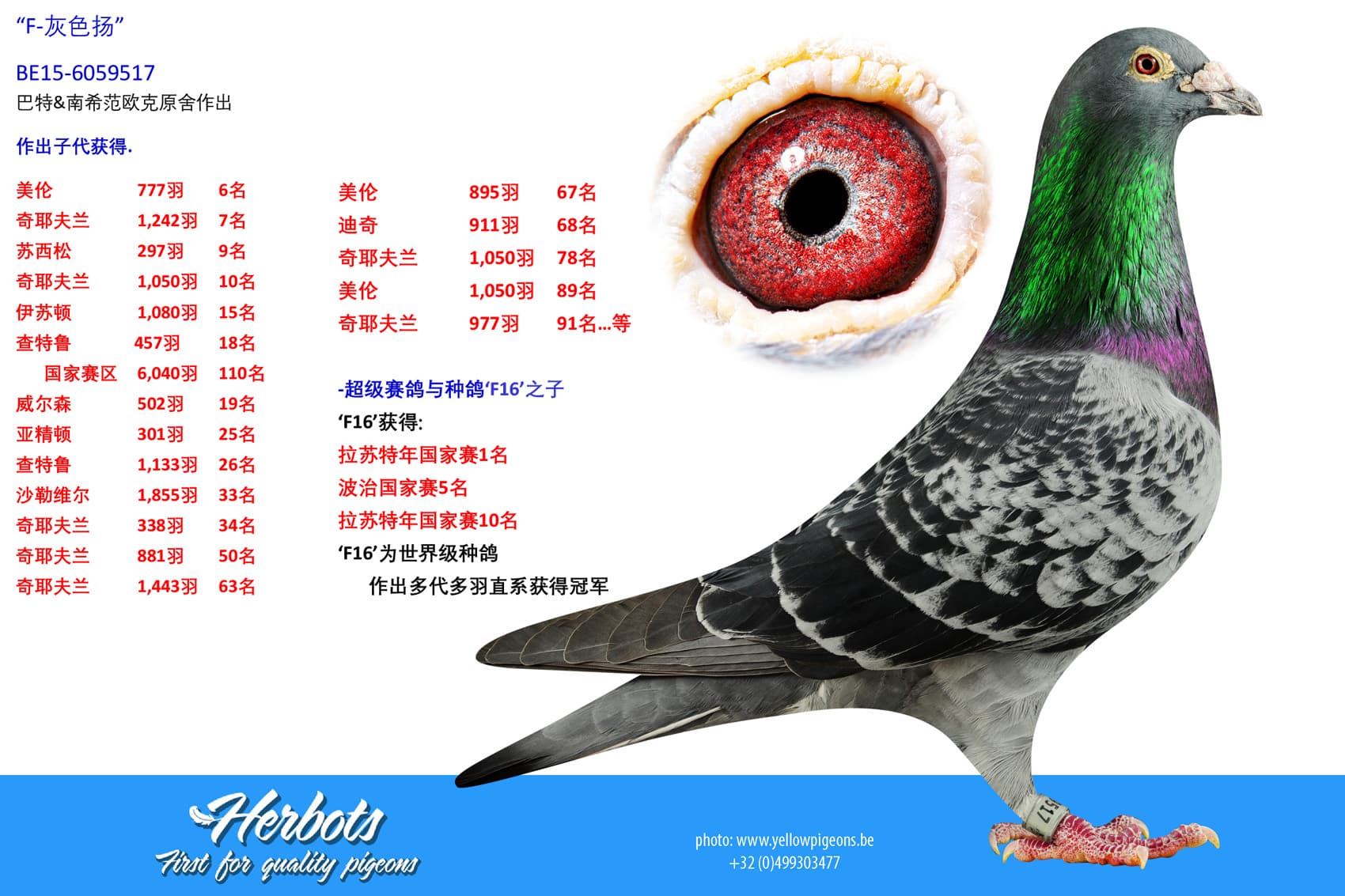 pigeon: undefined