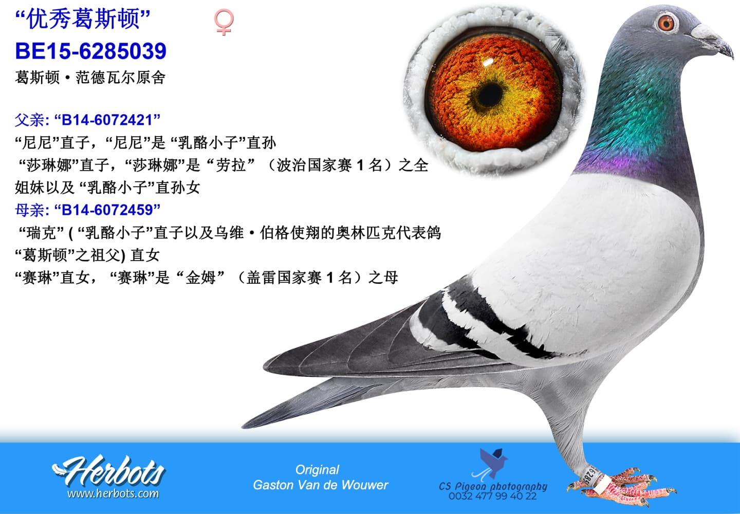 pigeon: undefined