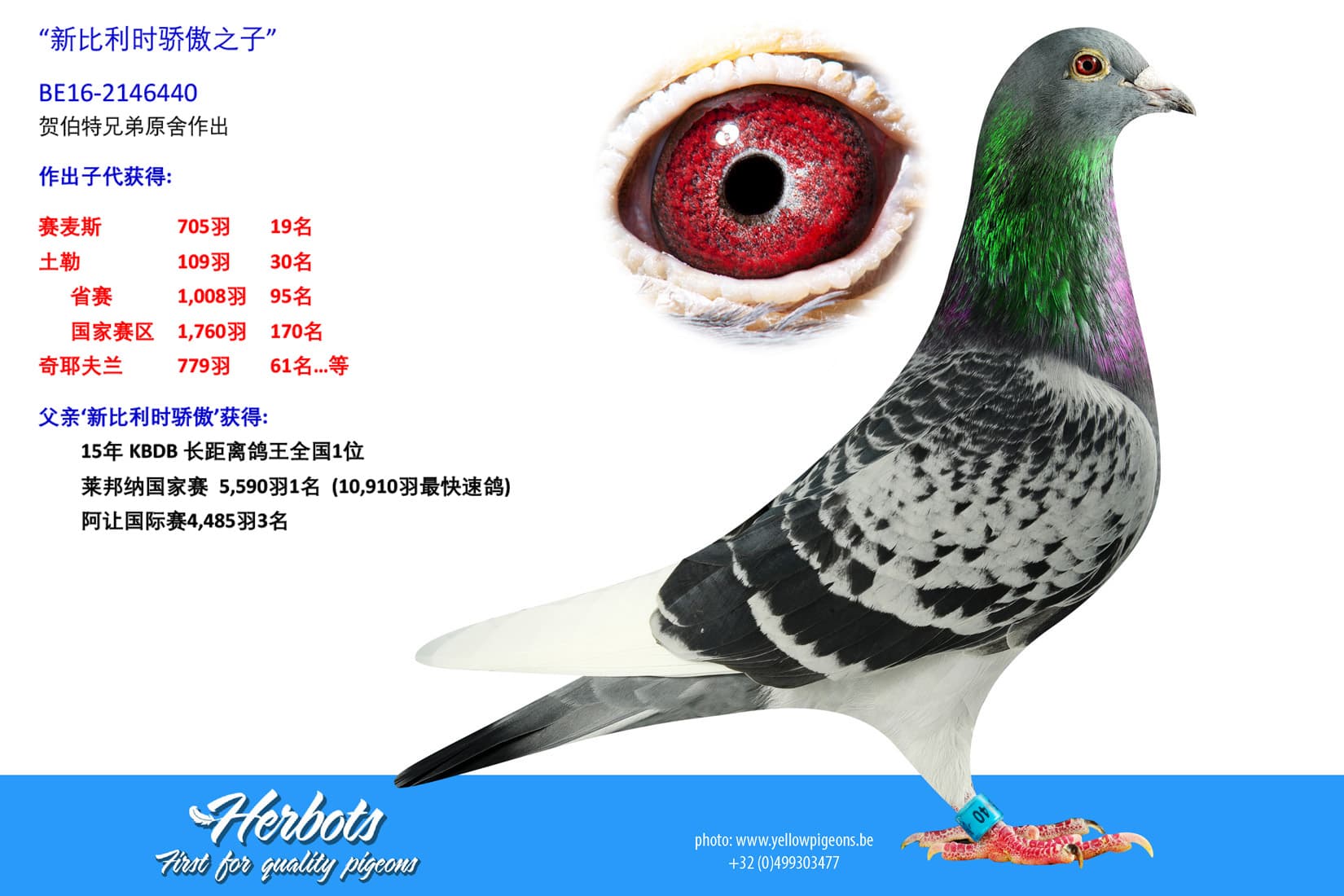 pigeon: undefined