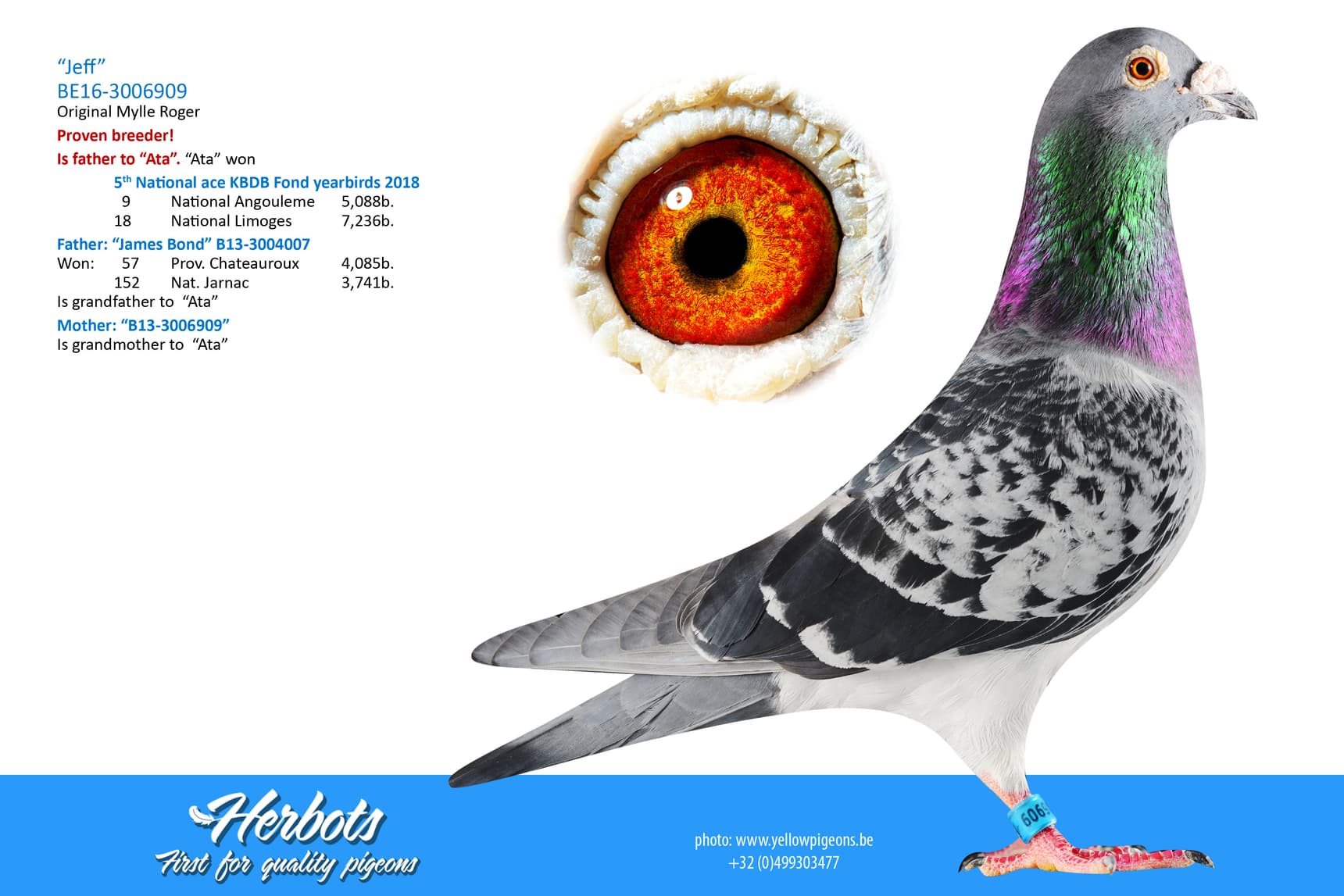 pigeon: undefined