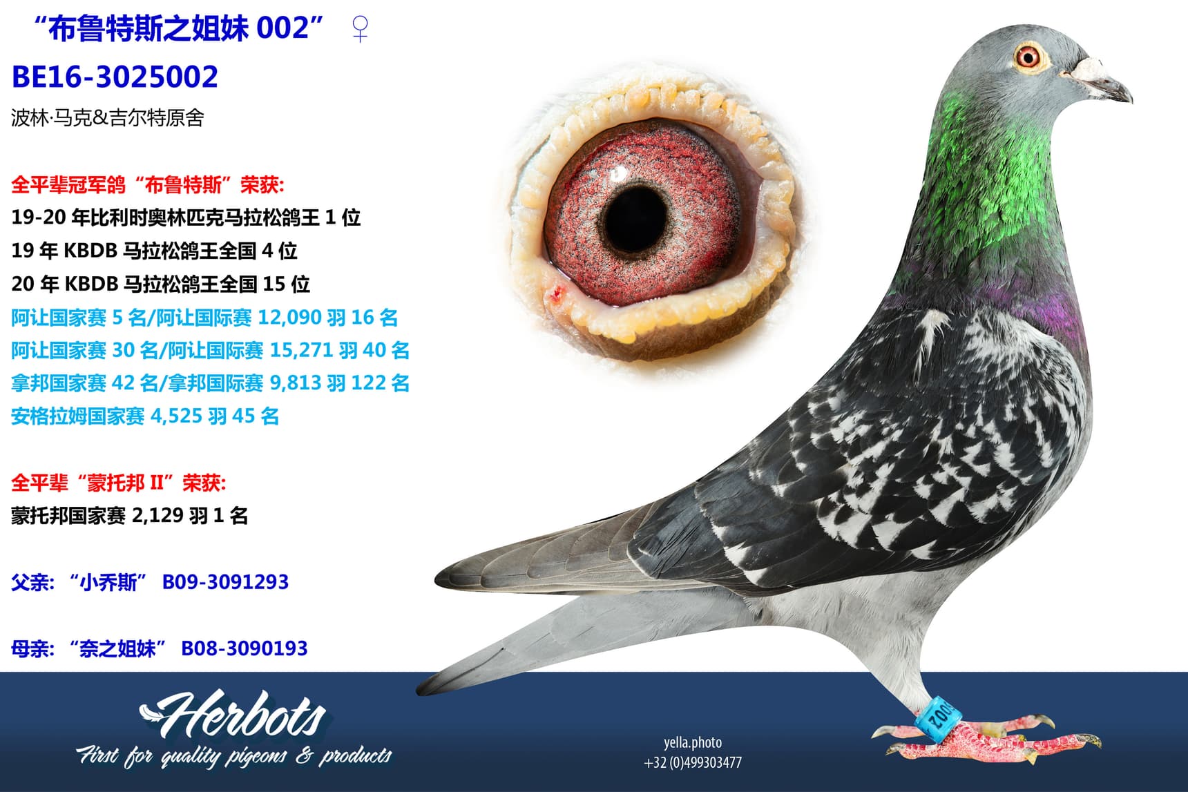 pigeon: undefined
