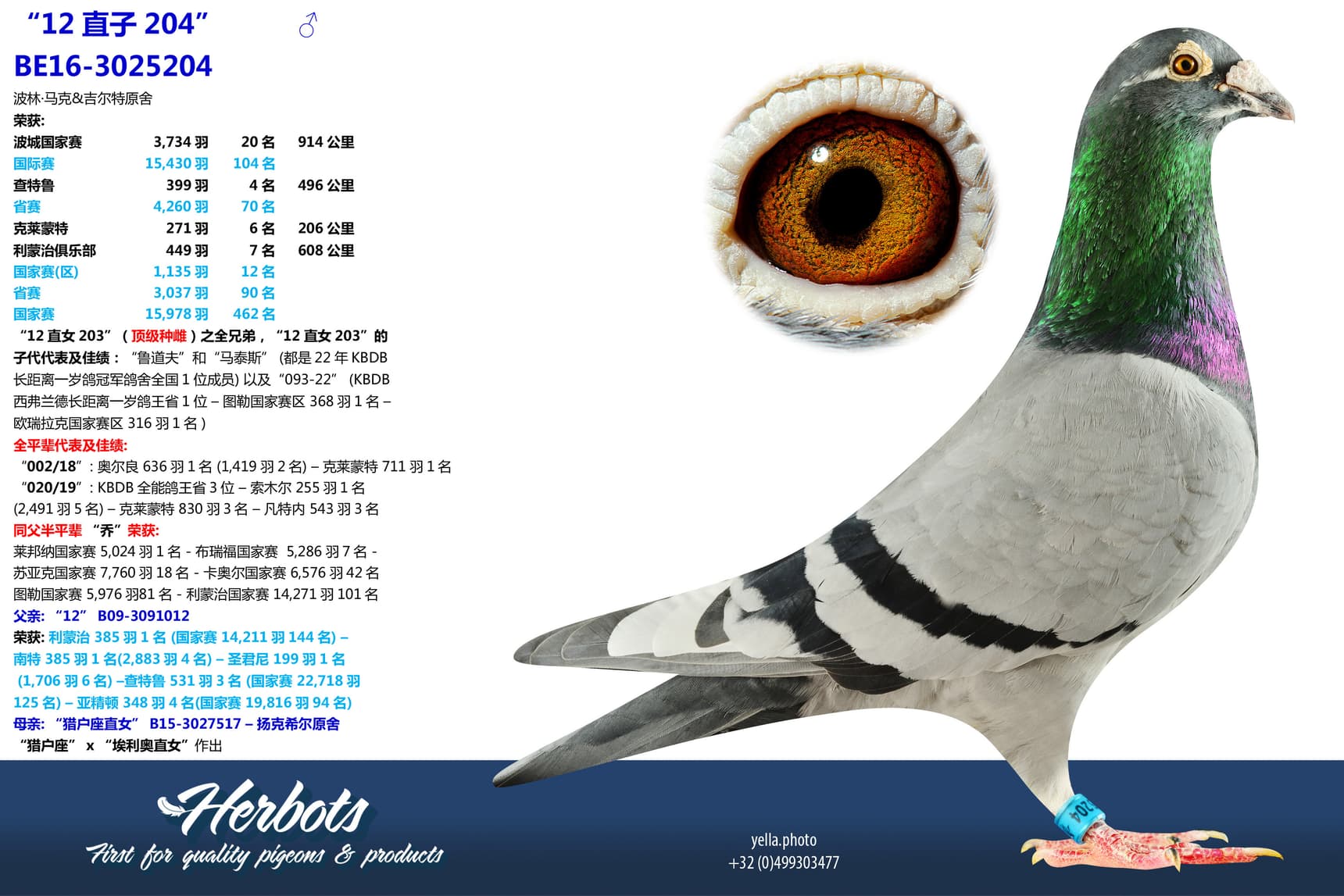 pigeon: undefined