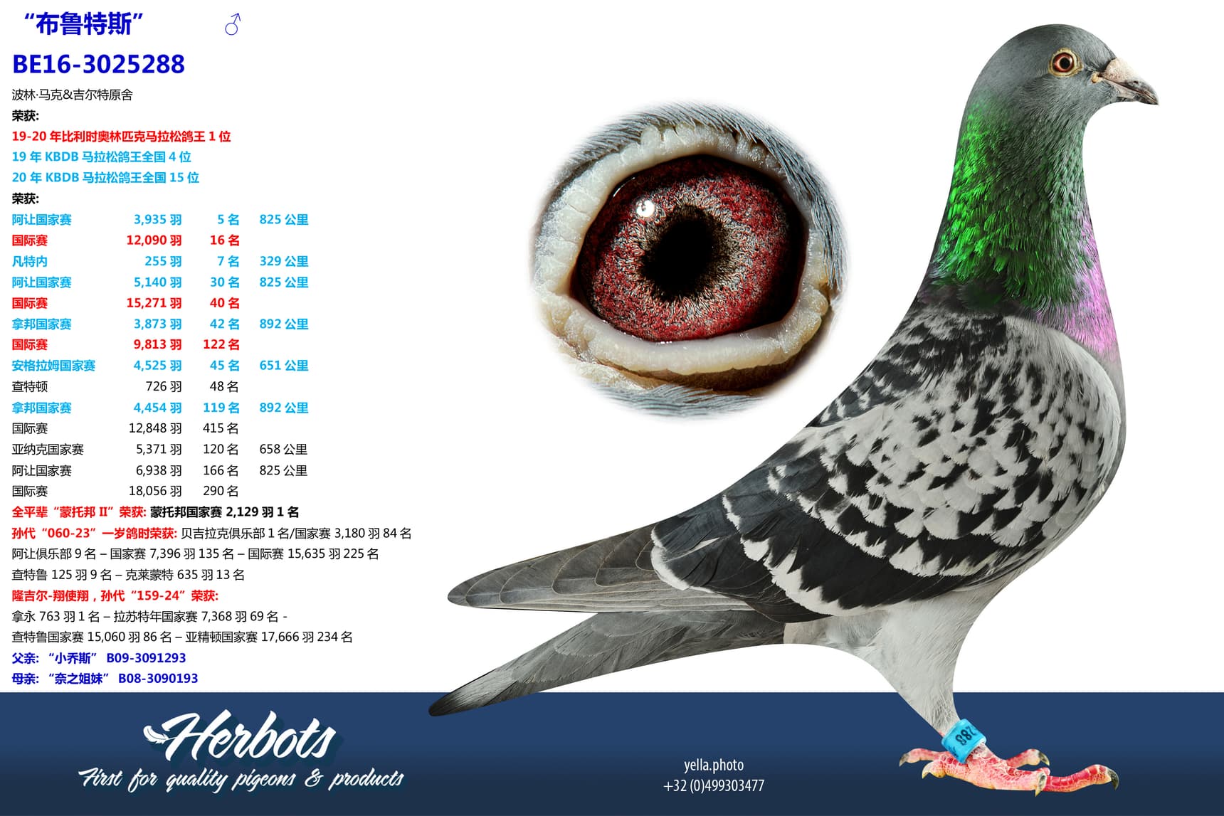 pigeon: undefined