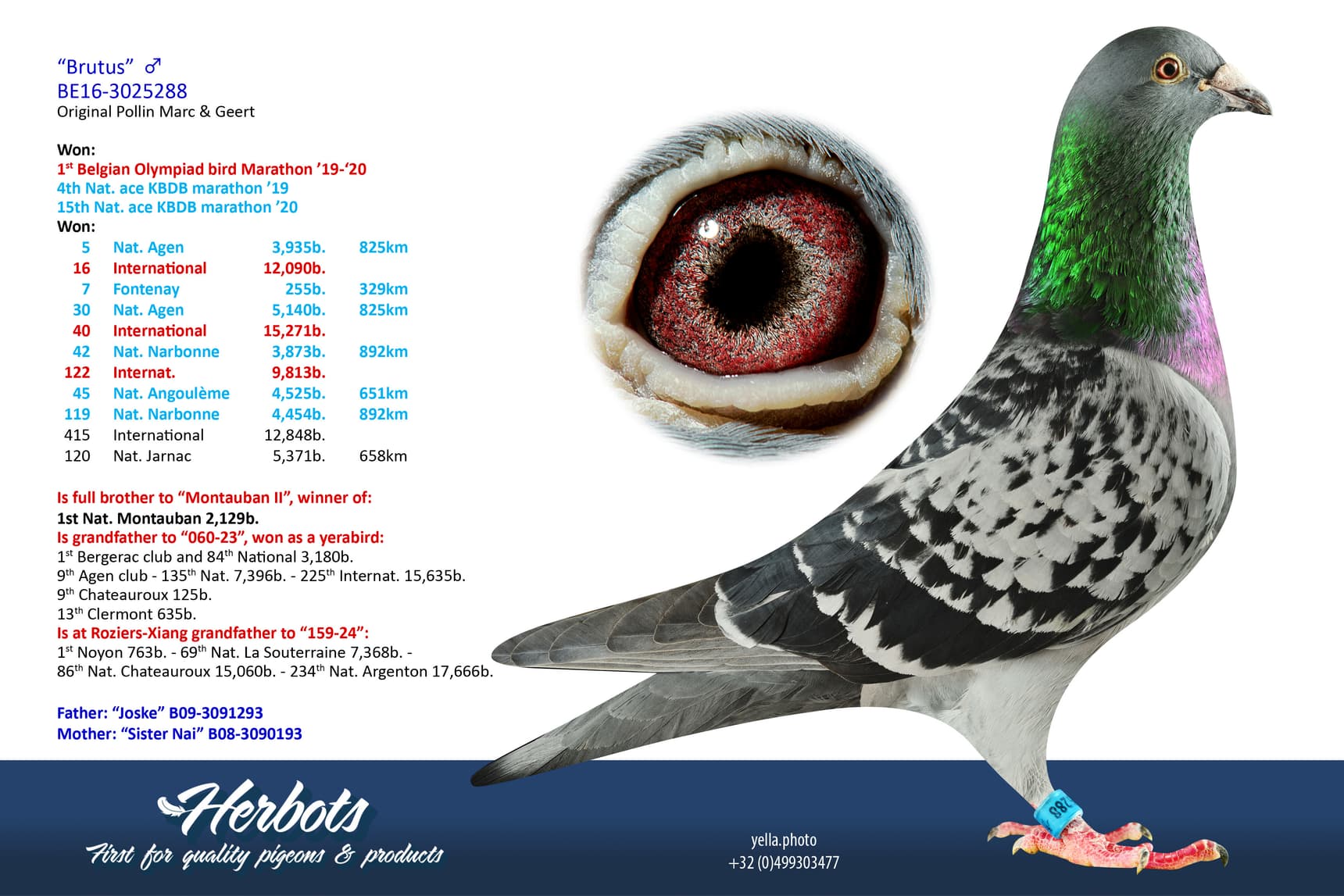 pigeon: undefined