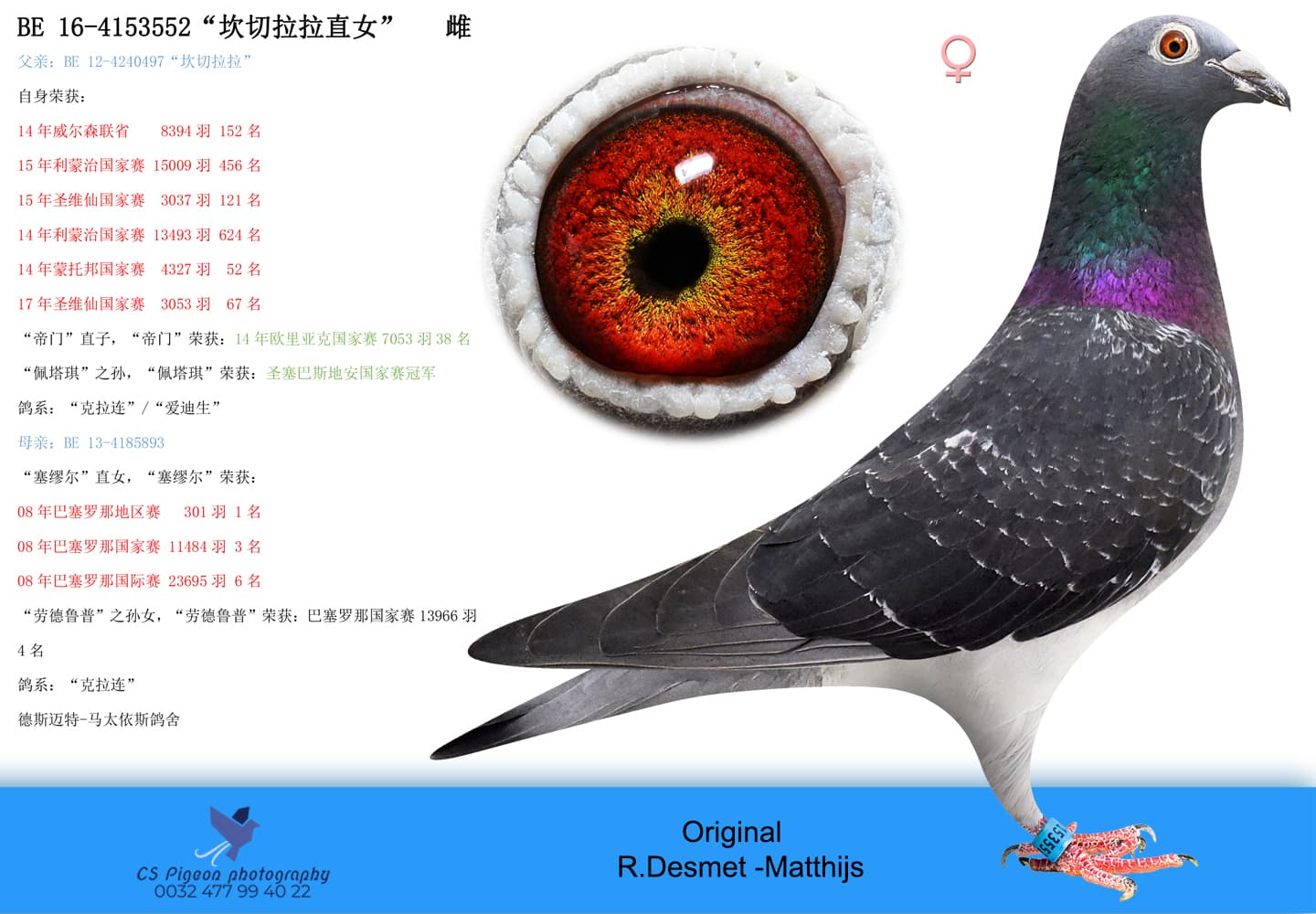 pigeon: undefined