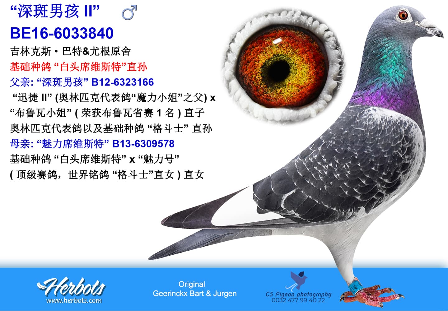 pigeon: undefined
