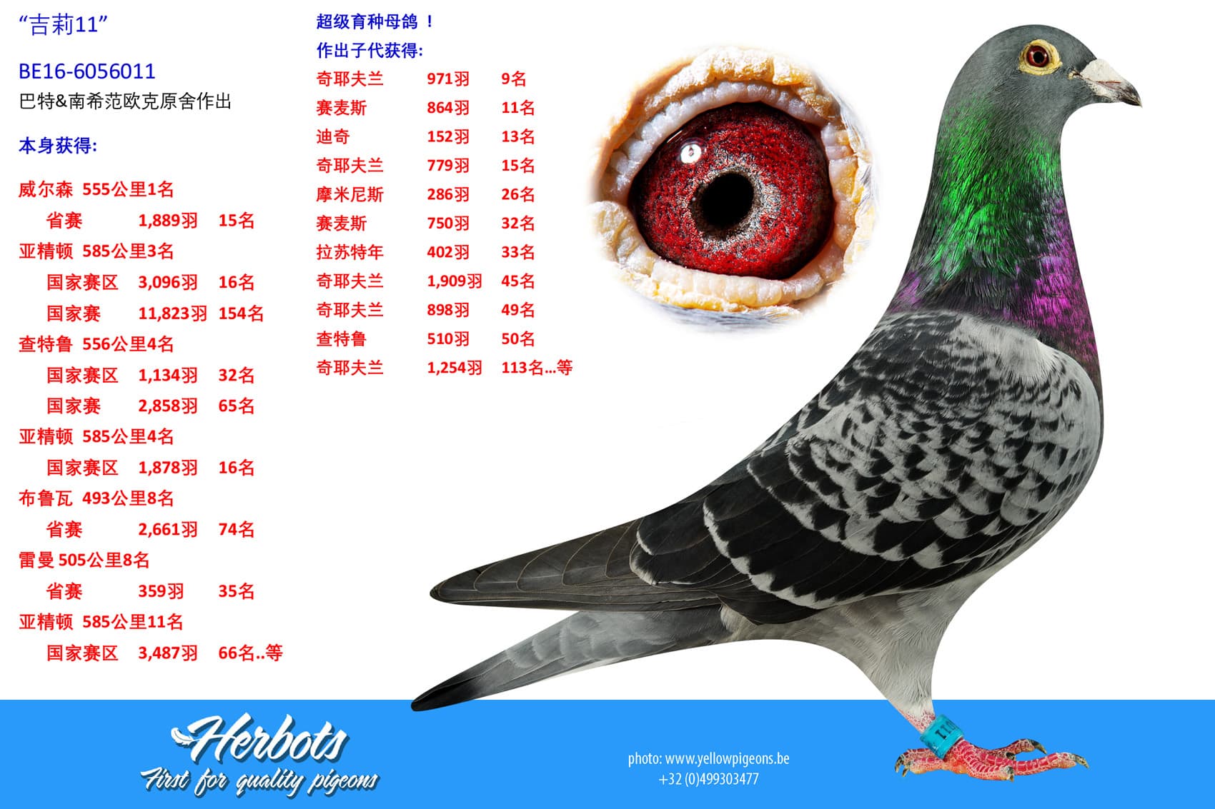 pigeon: undefined