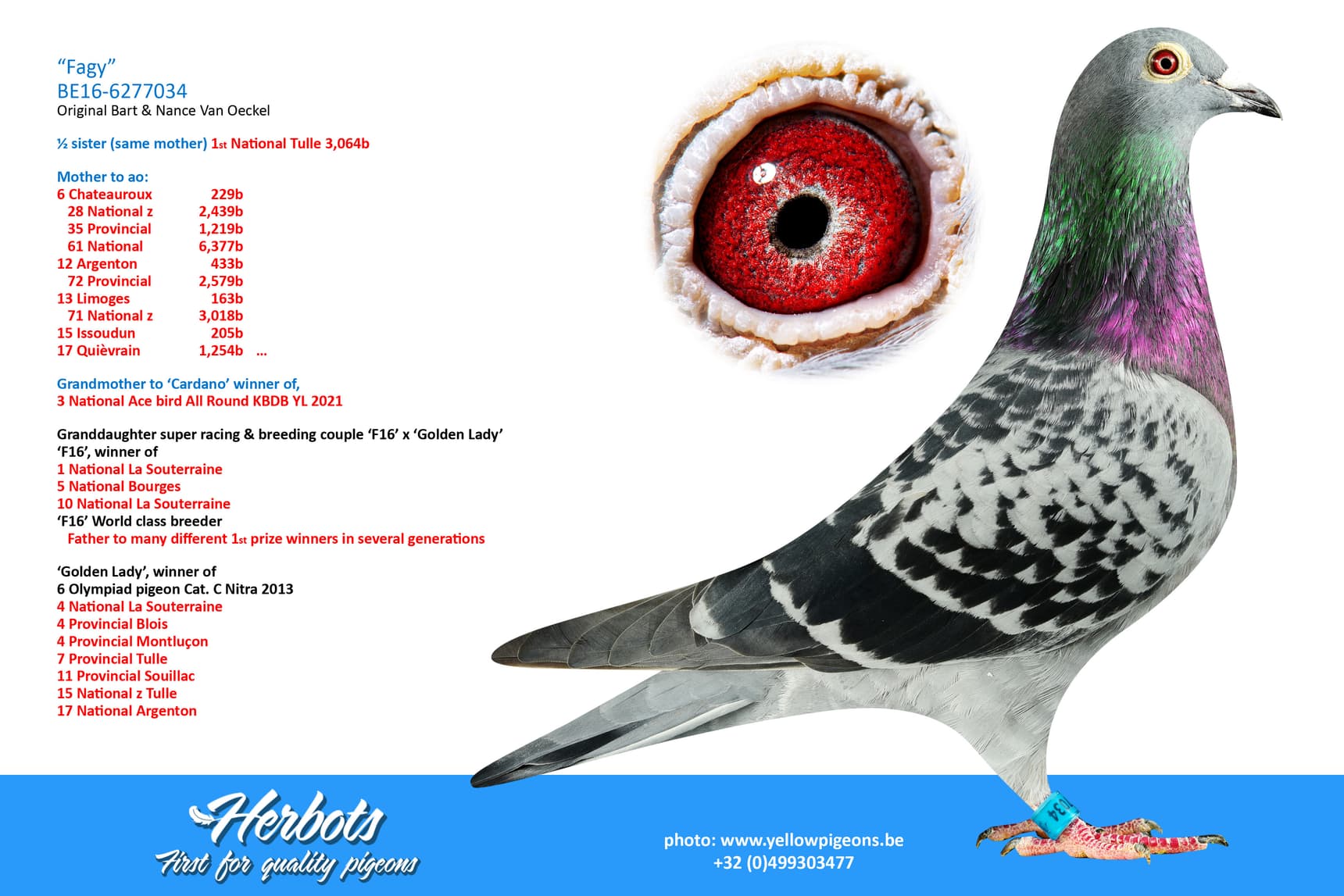 pigeon: undefined