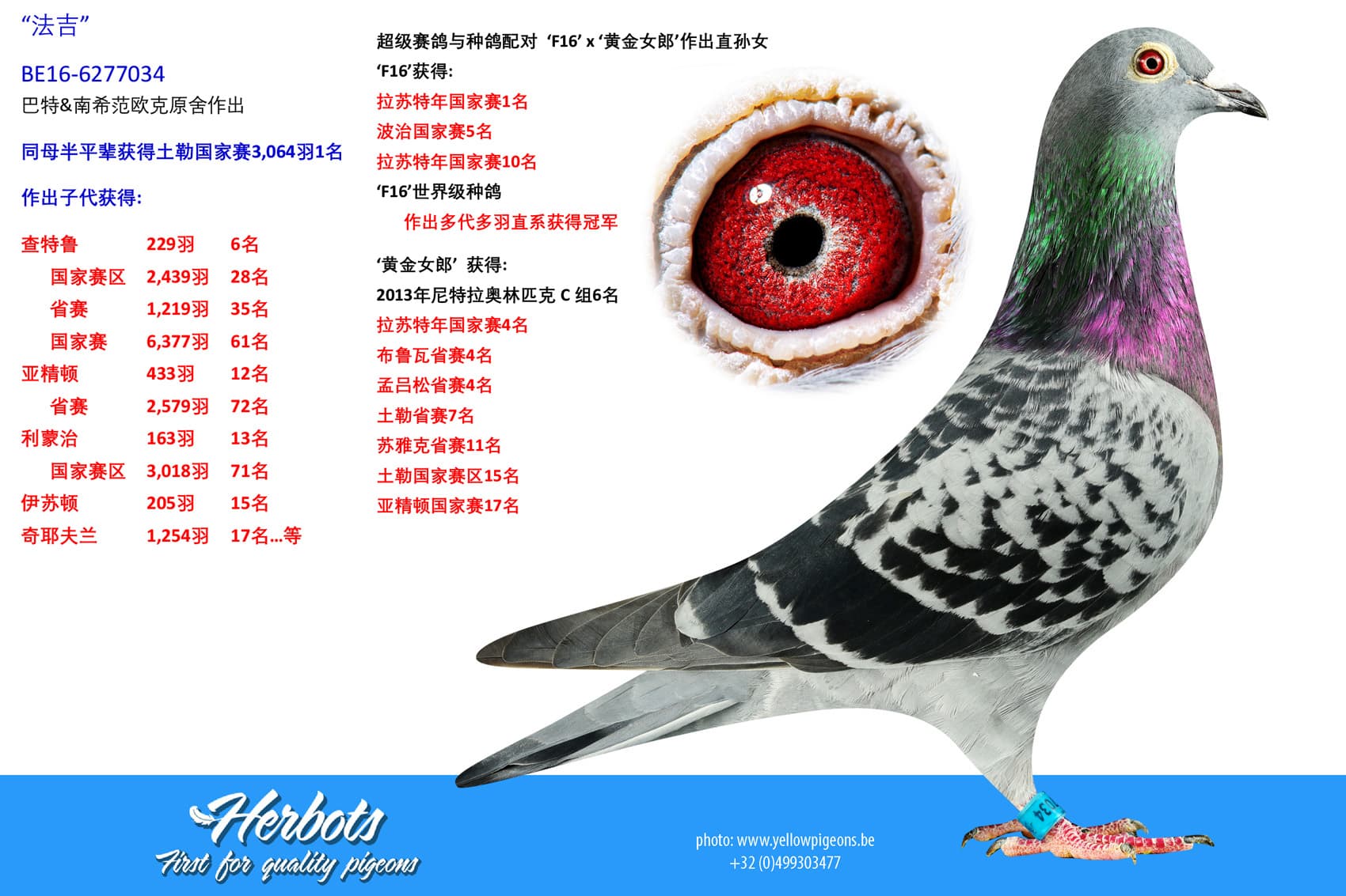 pigeon: undefined