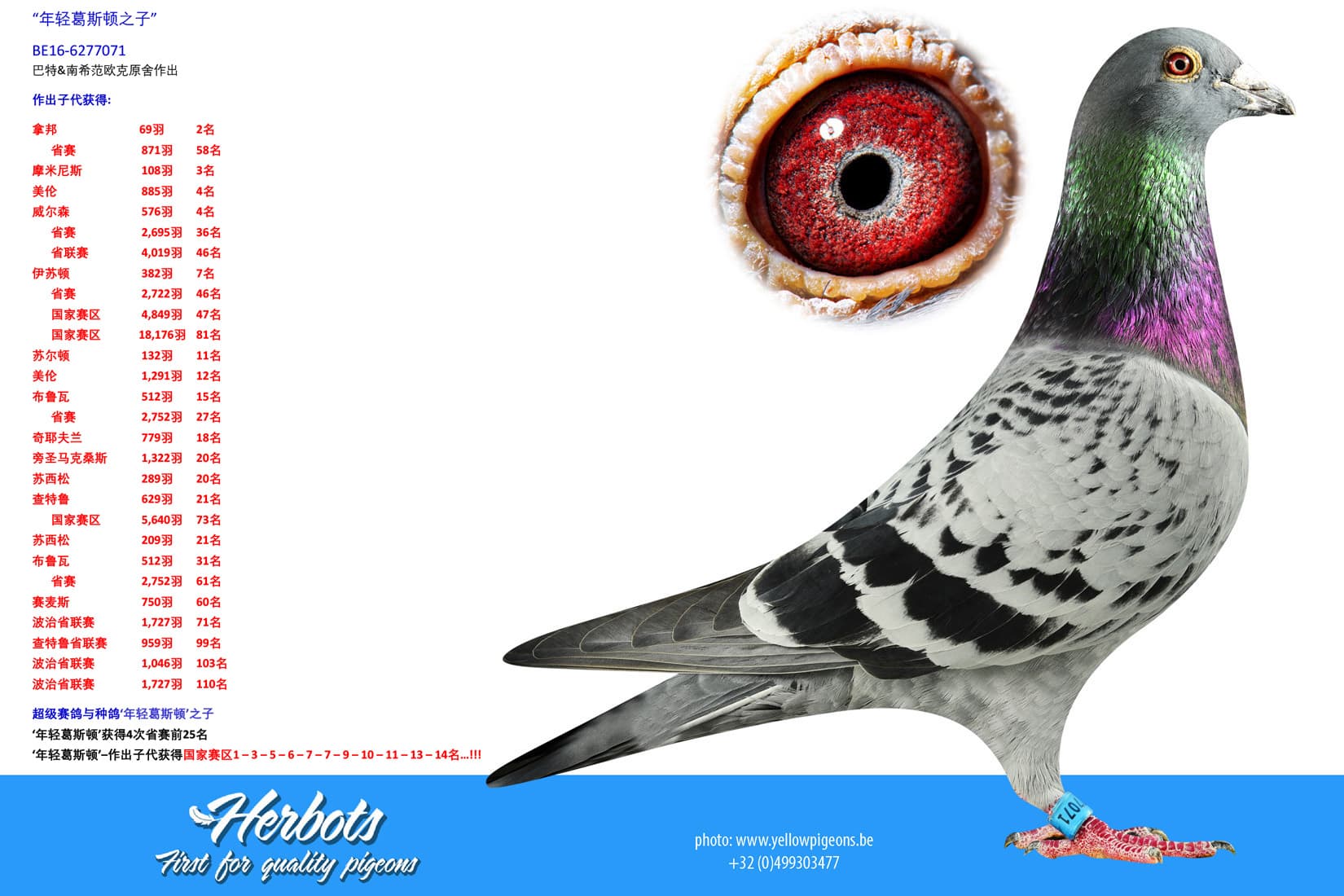 pigeon: undefined