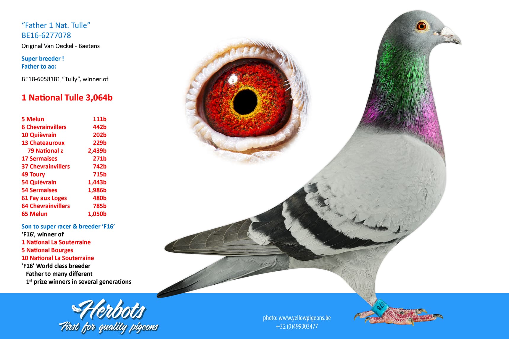 pigeon: undefined