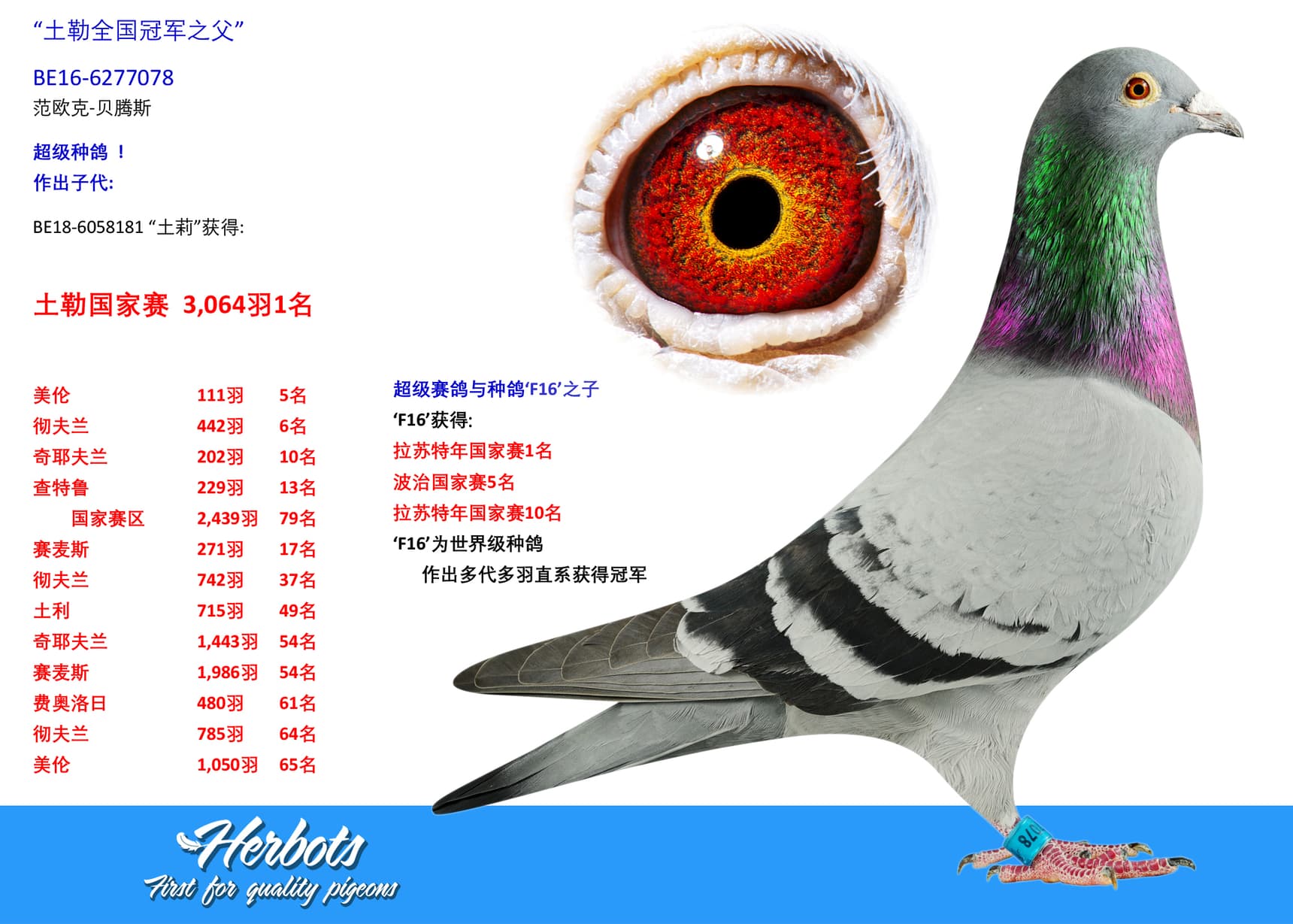 pigeon: undefined