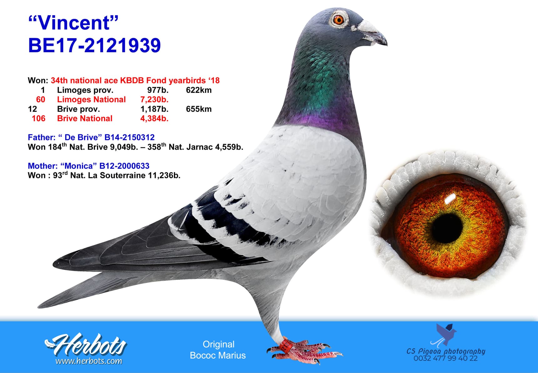 pigeon: undefined
