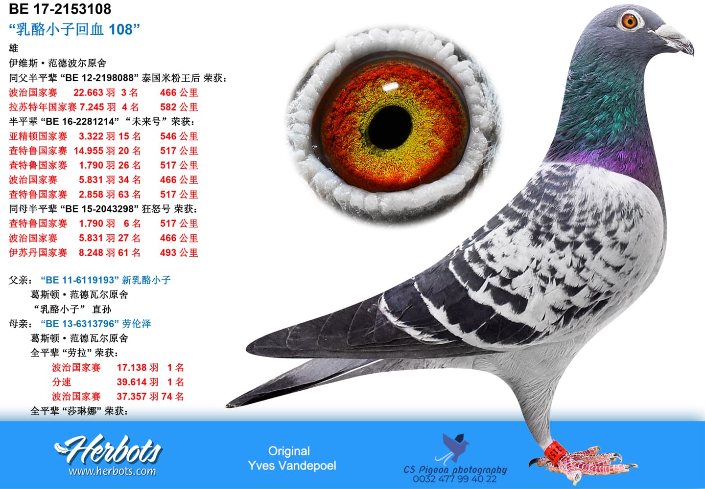 pigeon: undefined