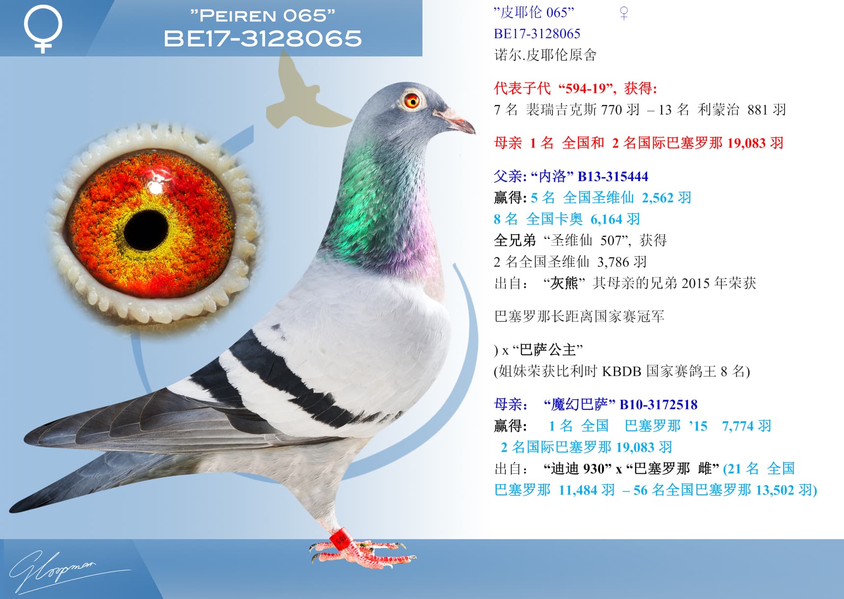 pigeon: undefined