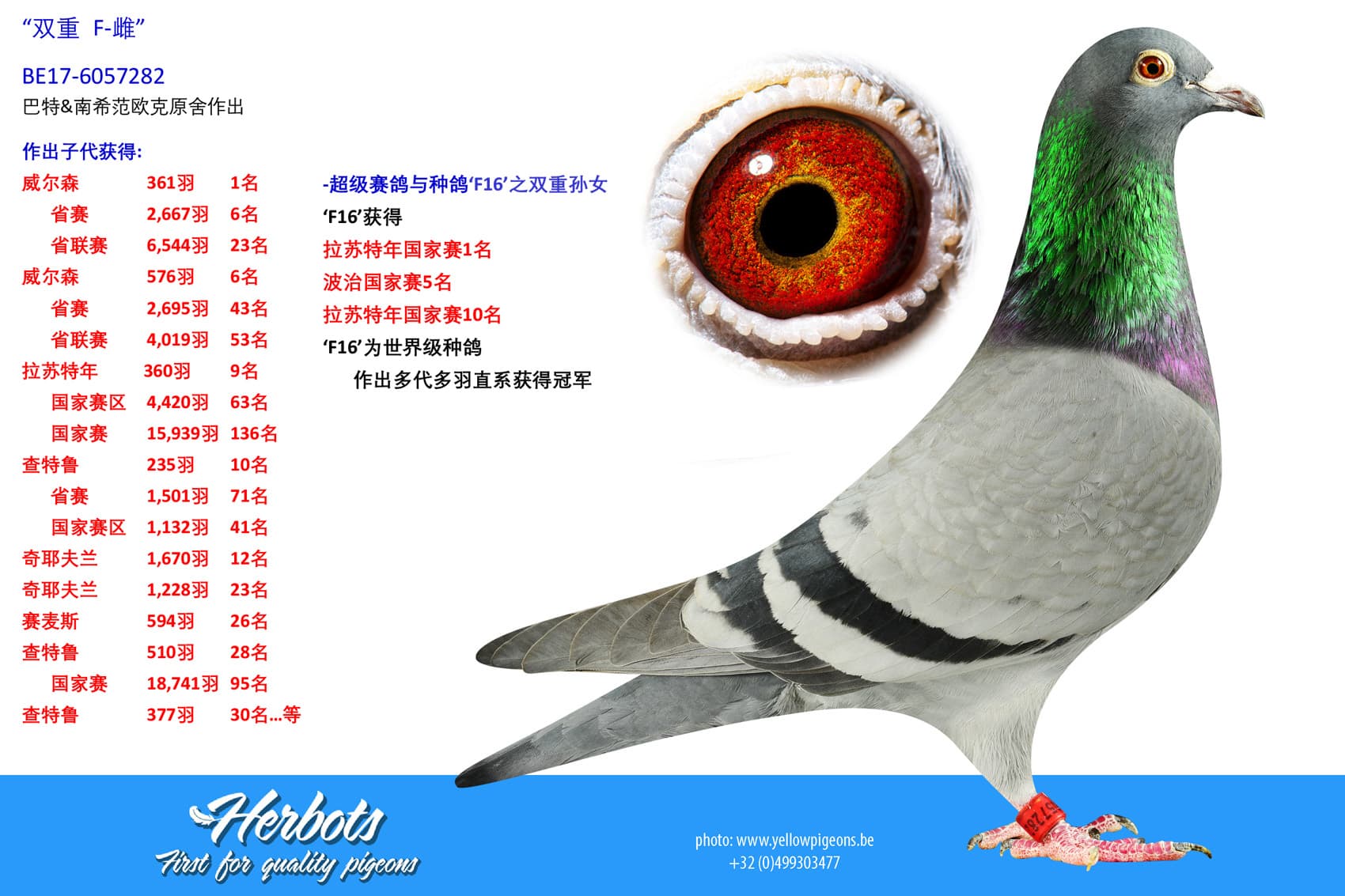 pigeon: undefined