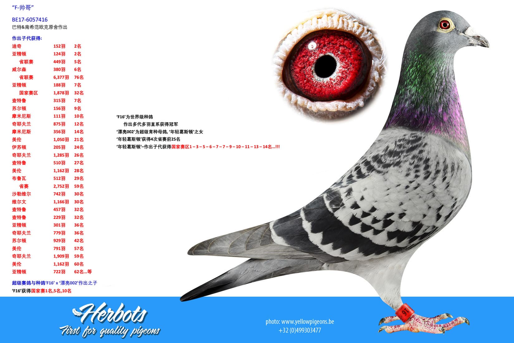 pigeon: undefined