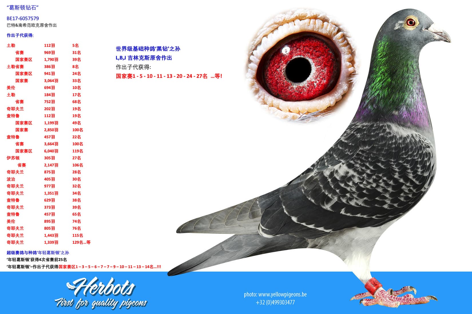 pigeon: undefined