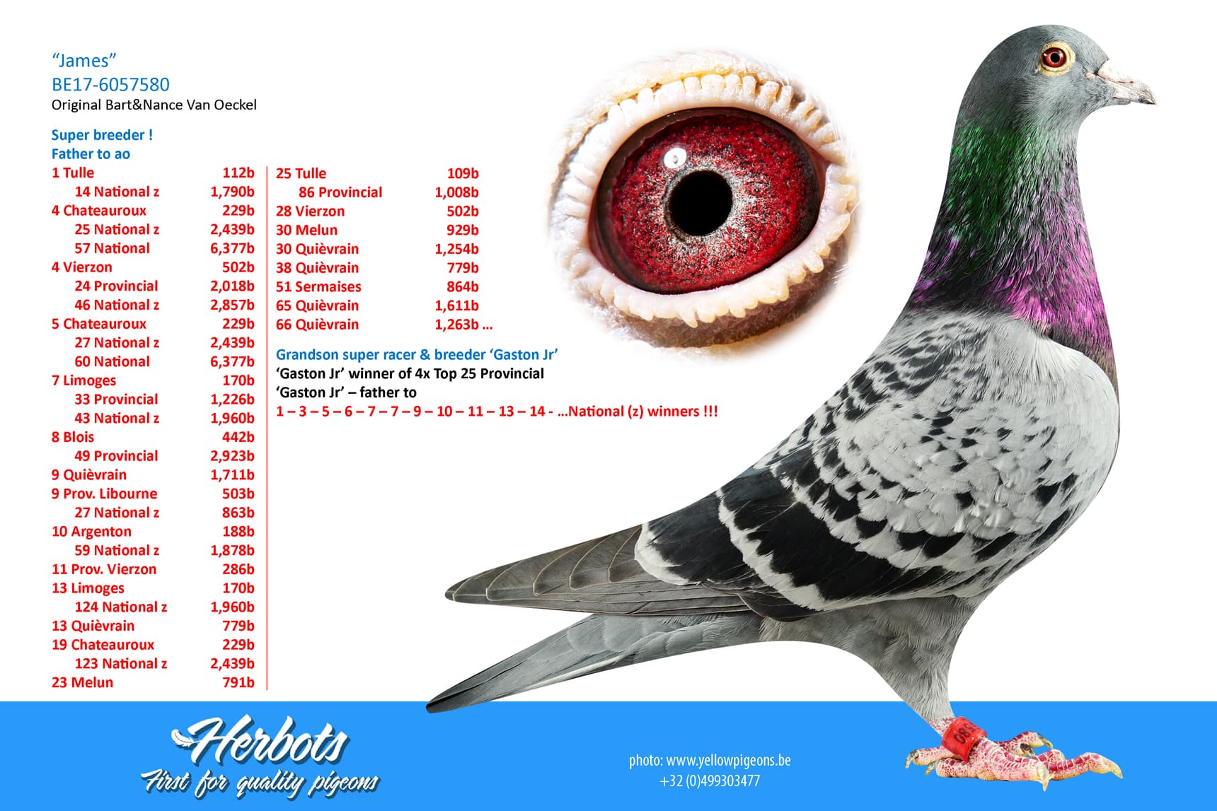pigeon: undefined