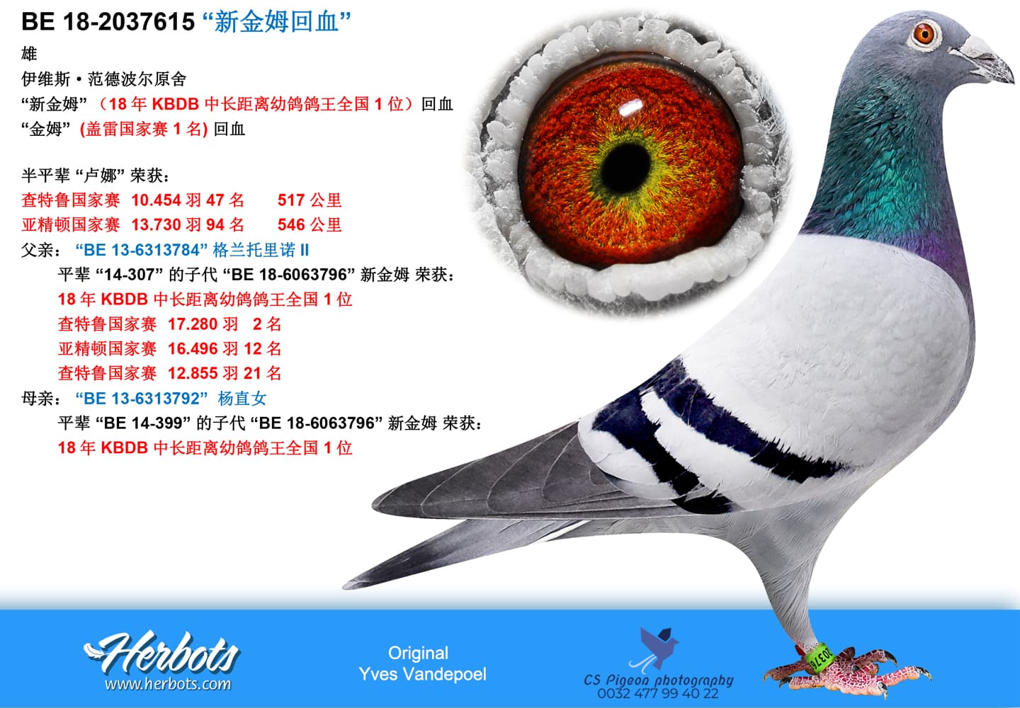 pigeon: undefined