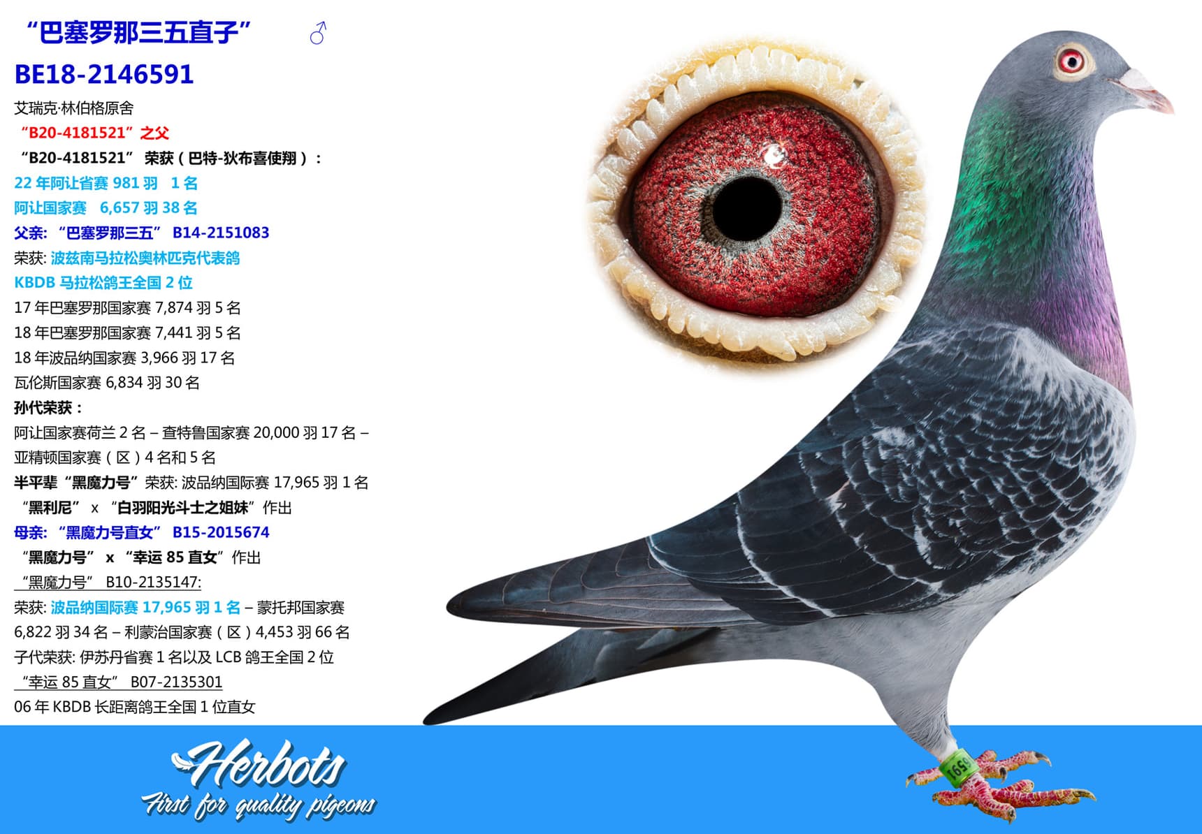 pigeon: undefined
