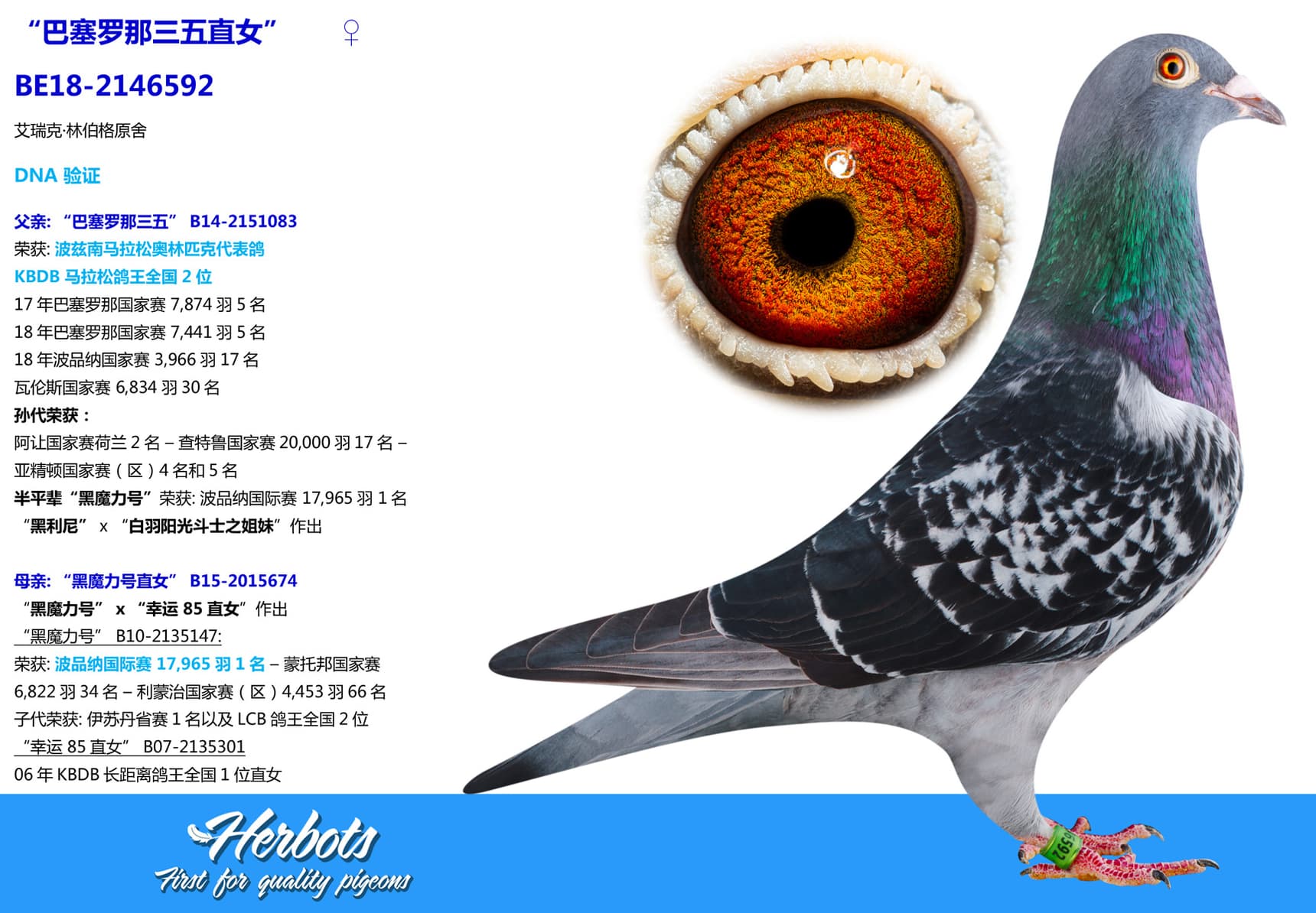 pigeon: undefined