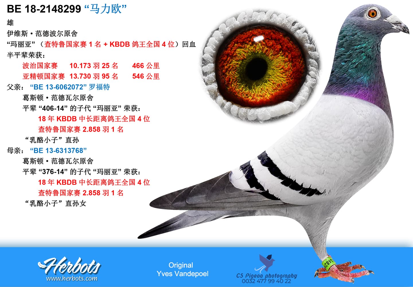 pigeon: undefined
