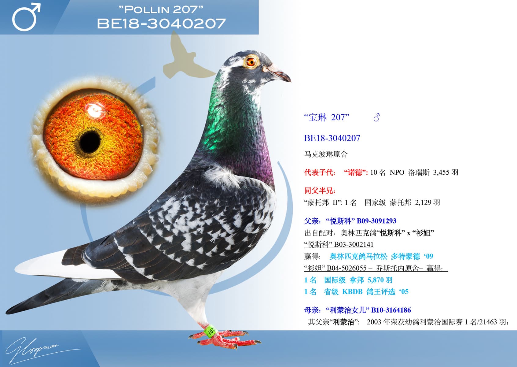 pigeon: undefined