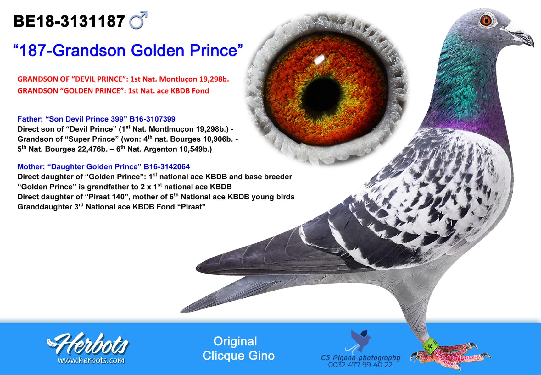 pigeon: undefined