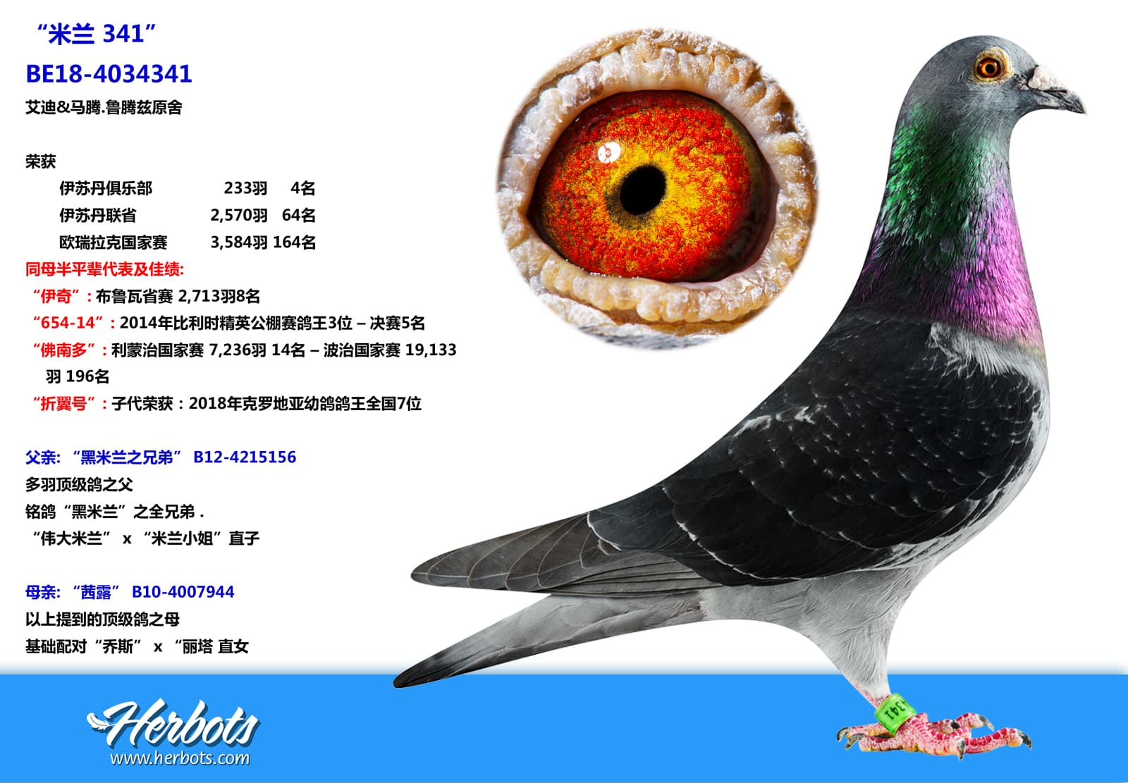 pigeon: undefined