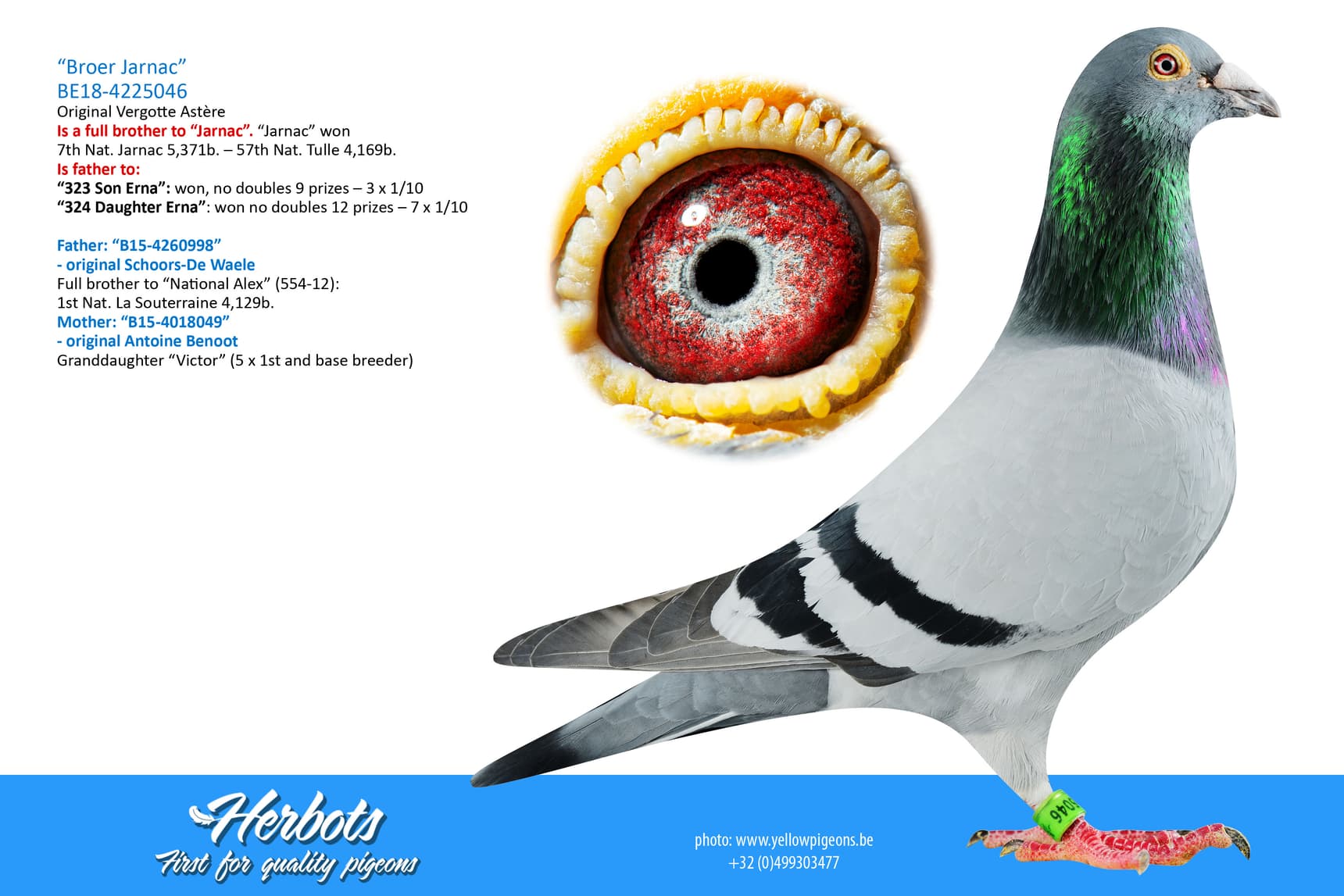 pigeon: undefined