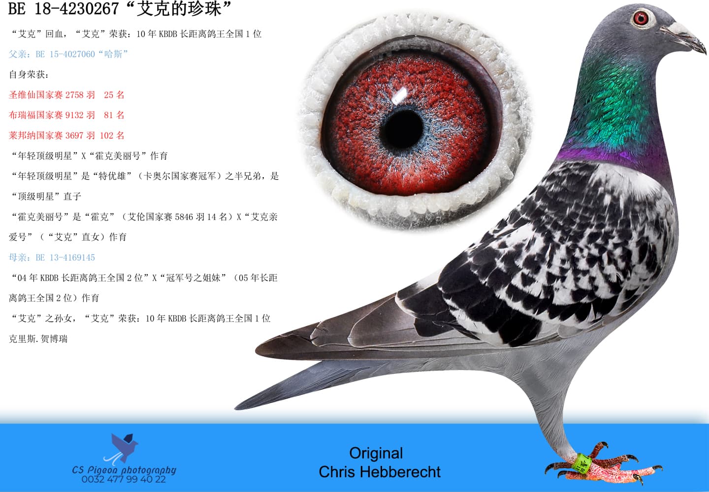 pigeon: undefined