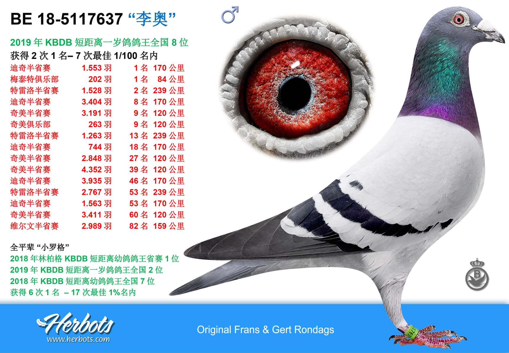 pigeon: undefined