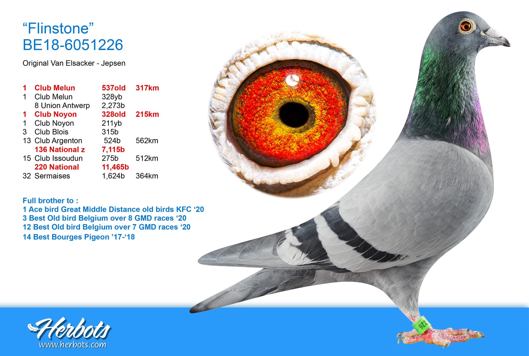 pigeon: undefined