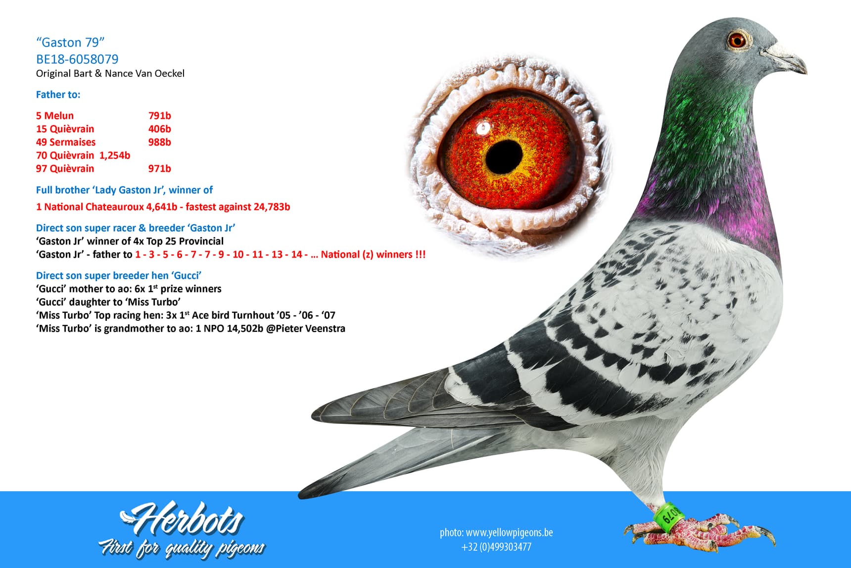 pigeon: undefined