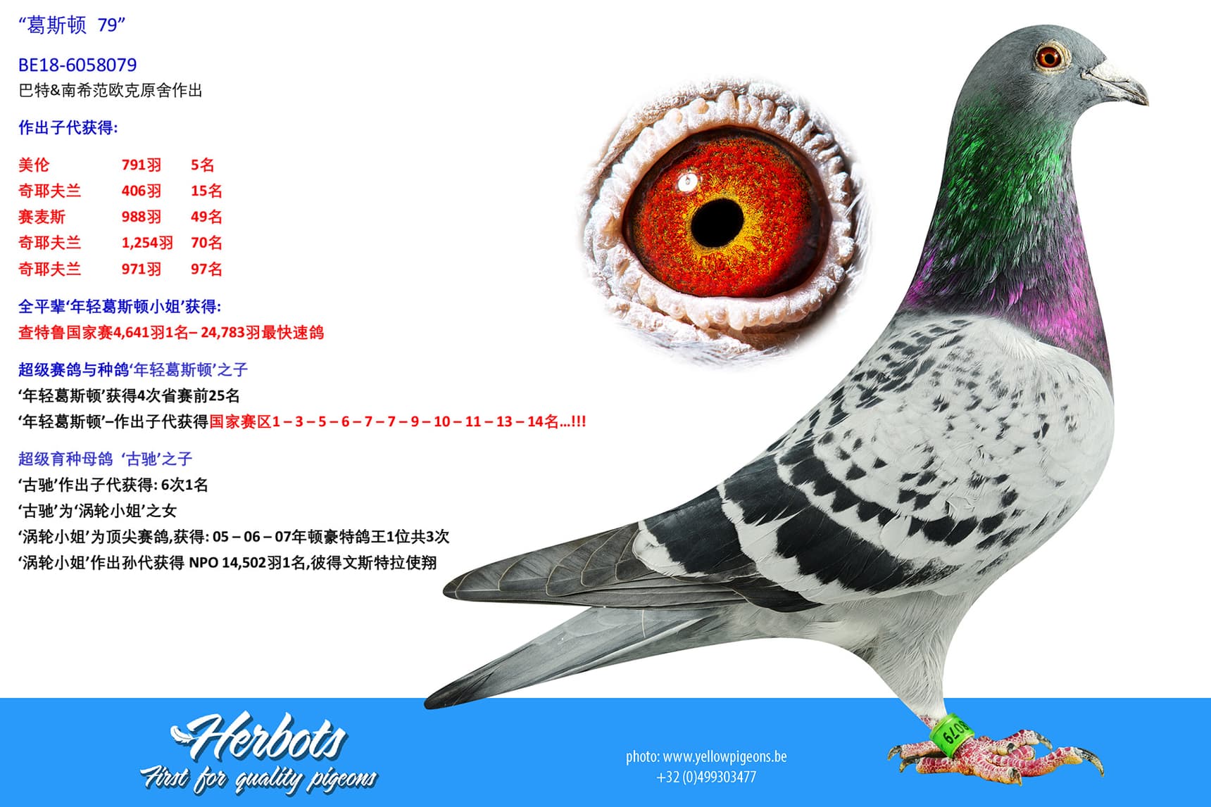 pigeon: undefined