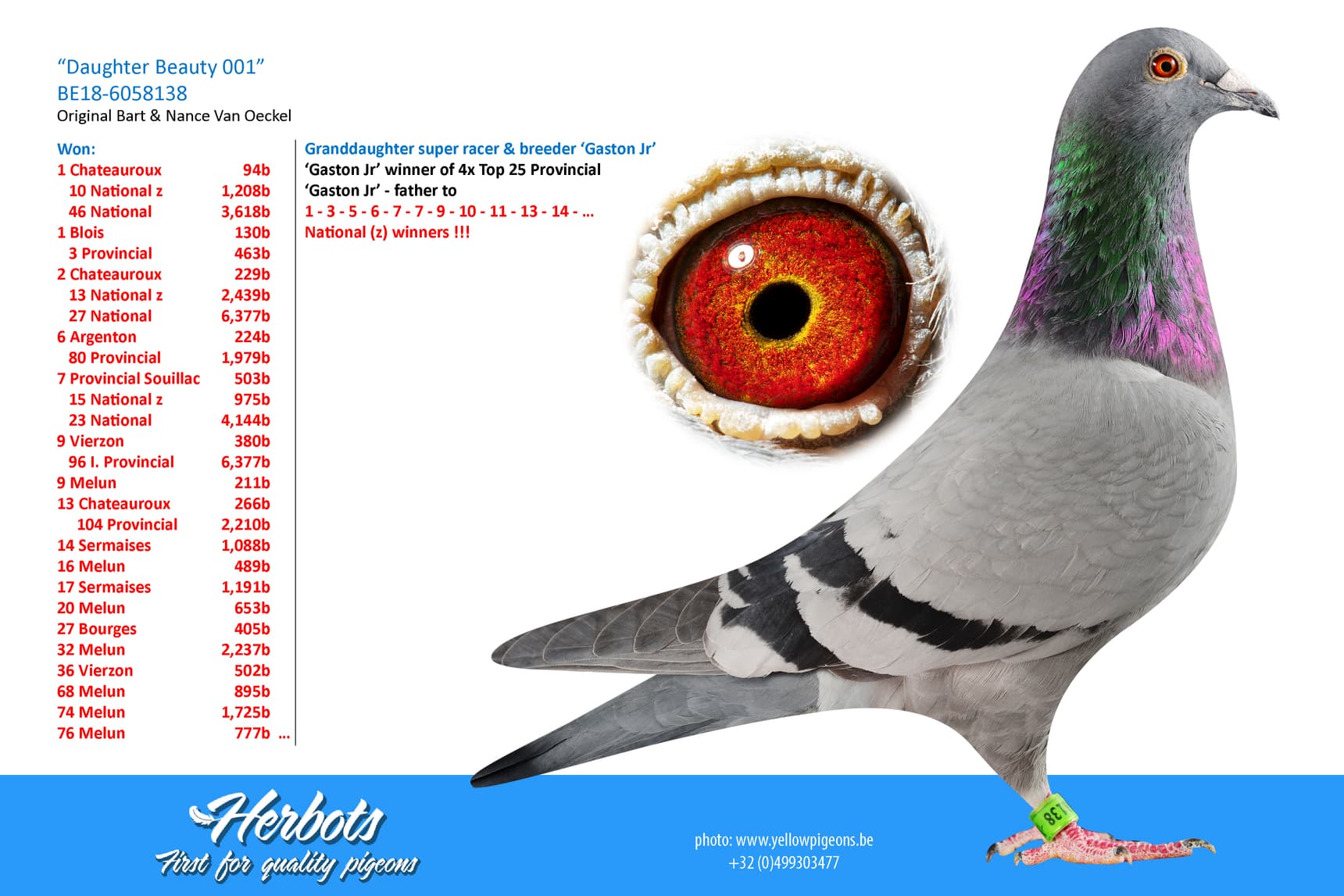 pigeon: undefined