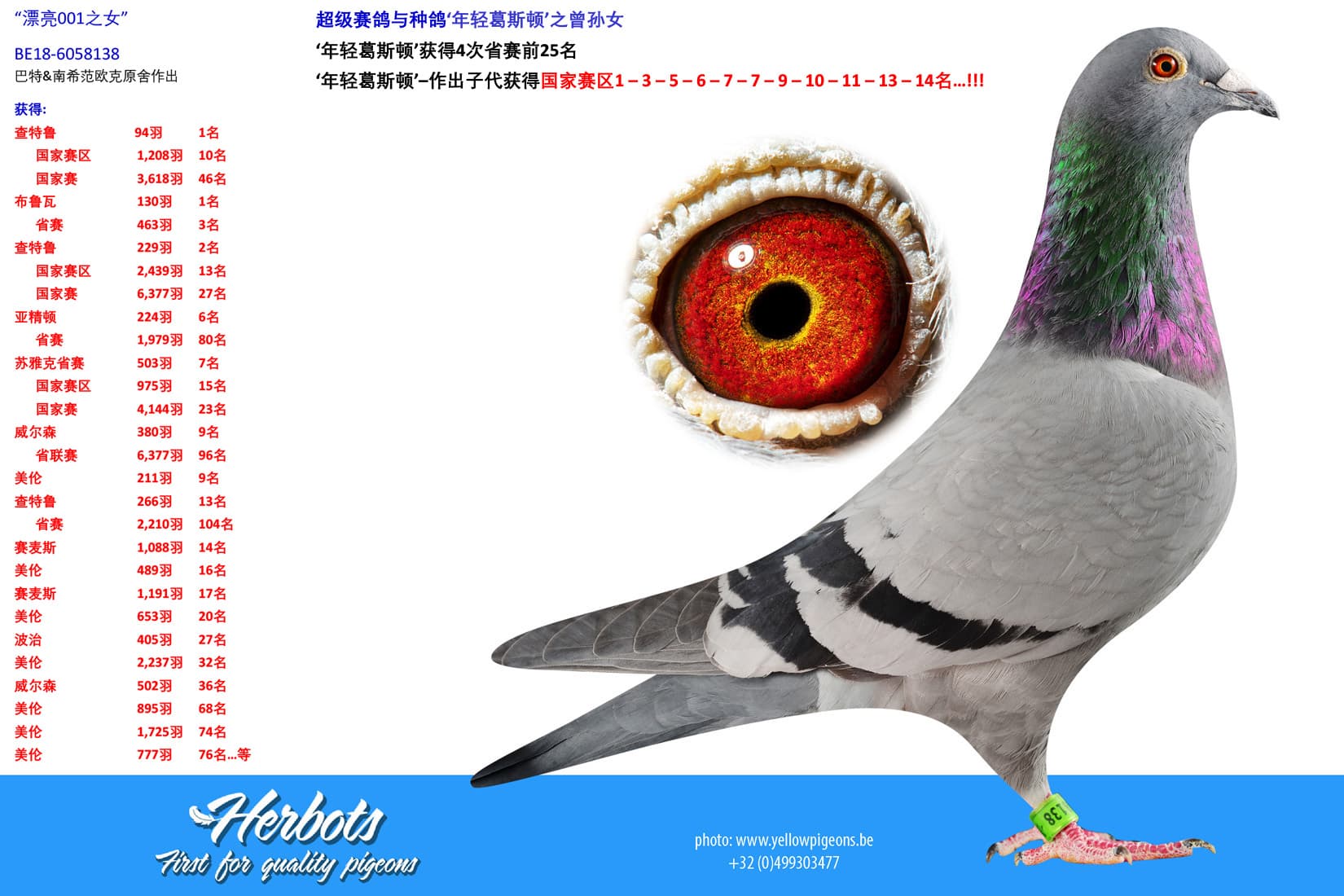 pigeon: undefined