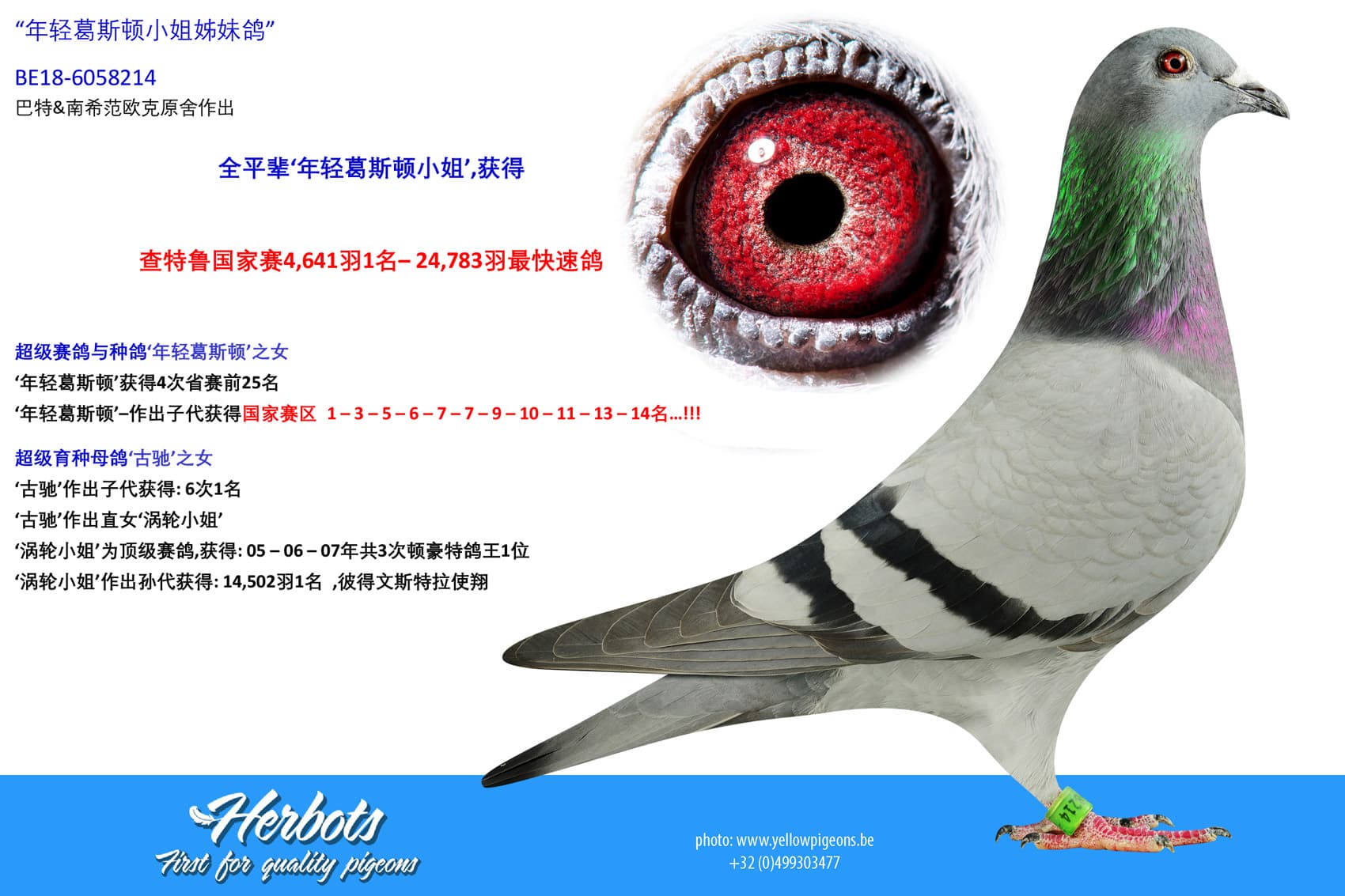 pigeon: undefined