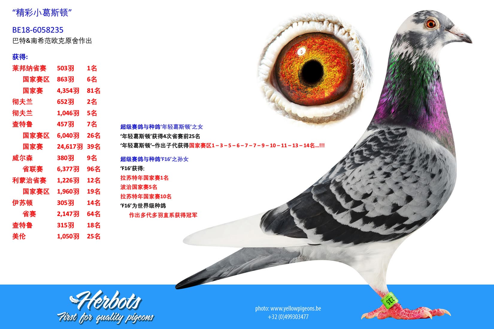 pigeon: undefined