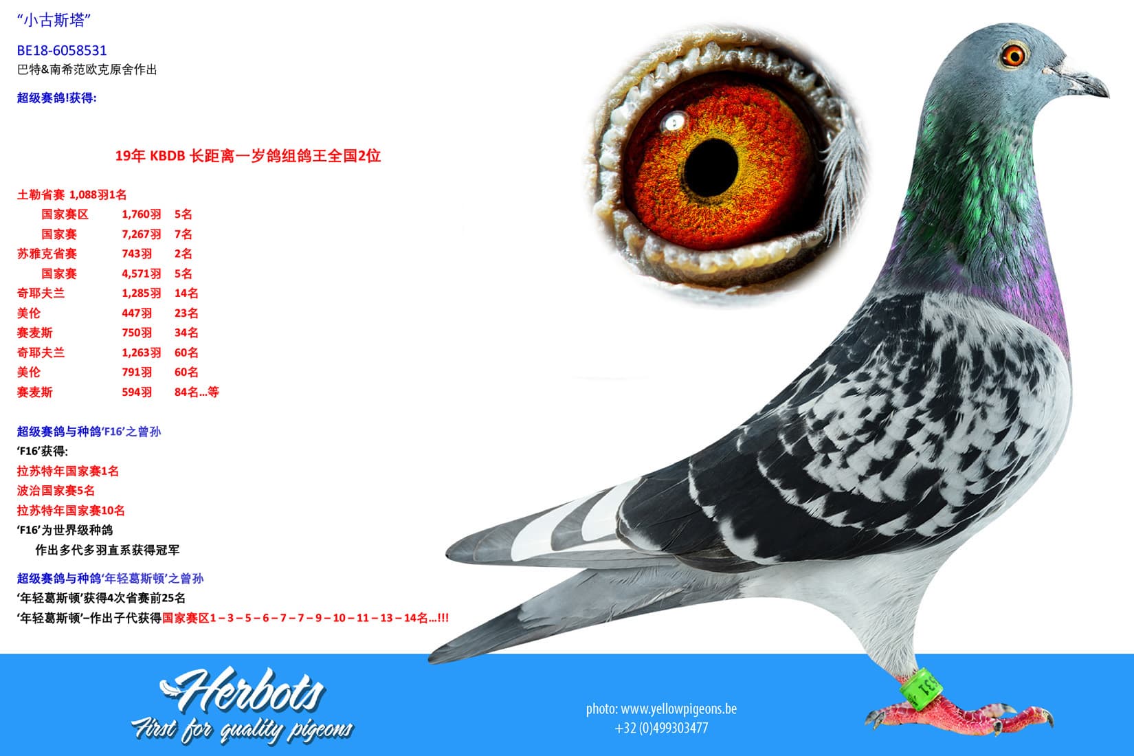pigeon: undefined