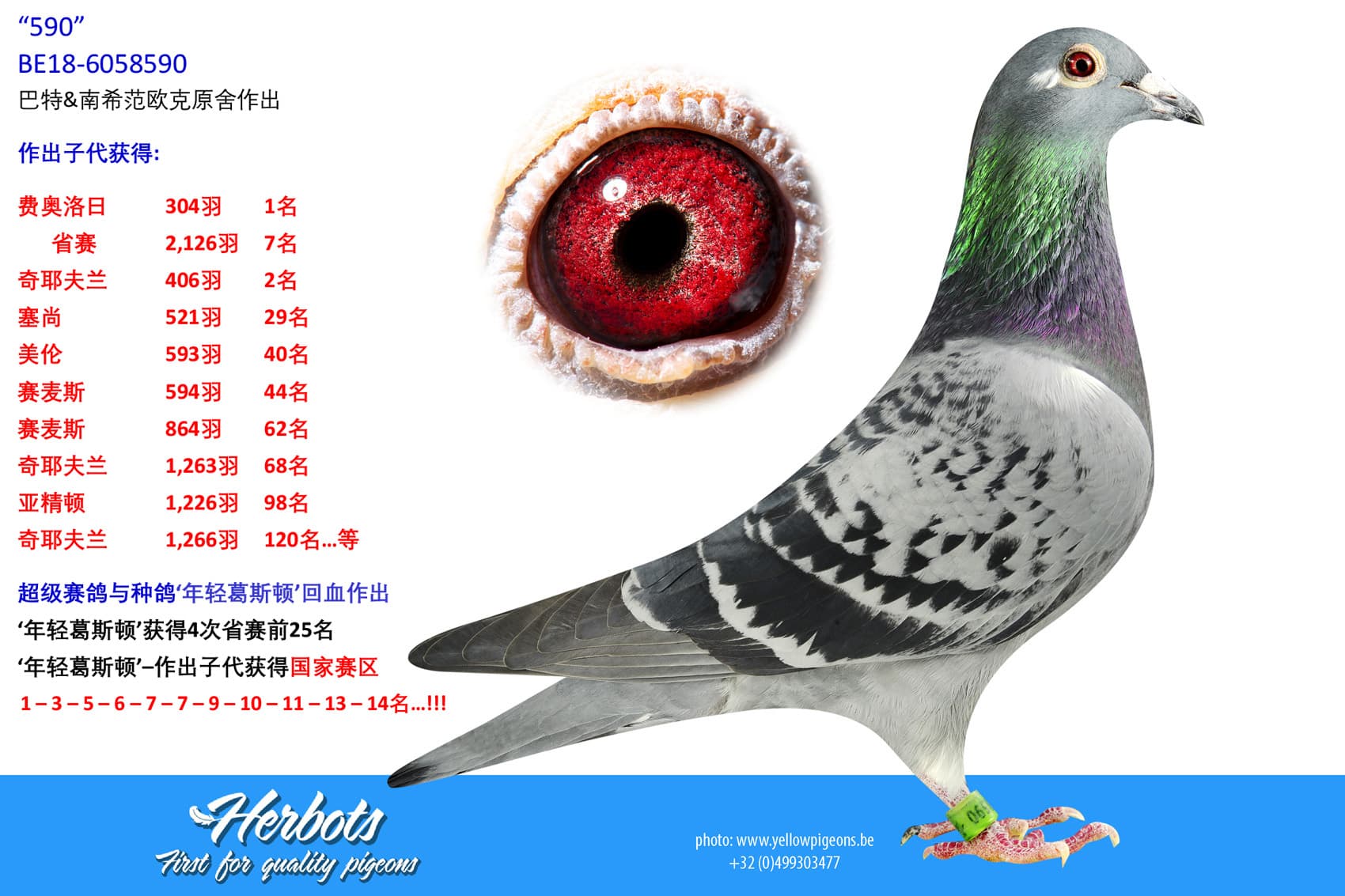 pigeon: undefined