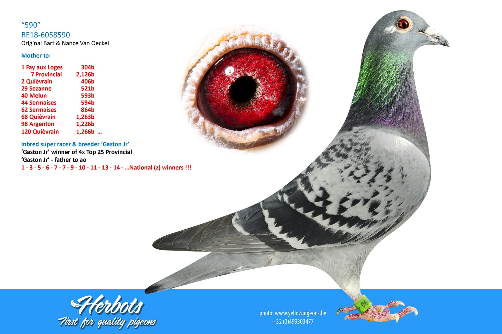 pigeon: undefined