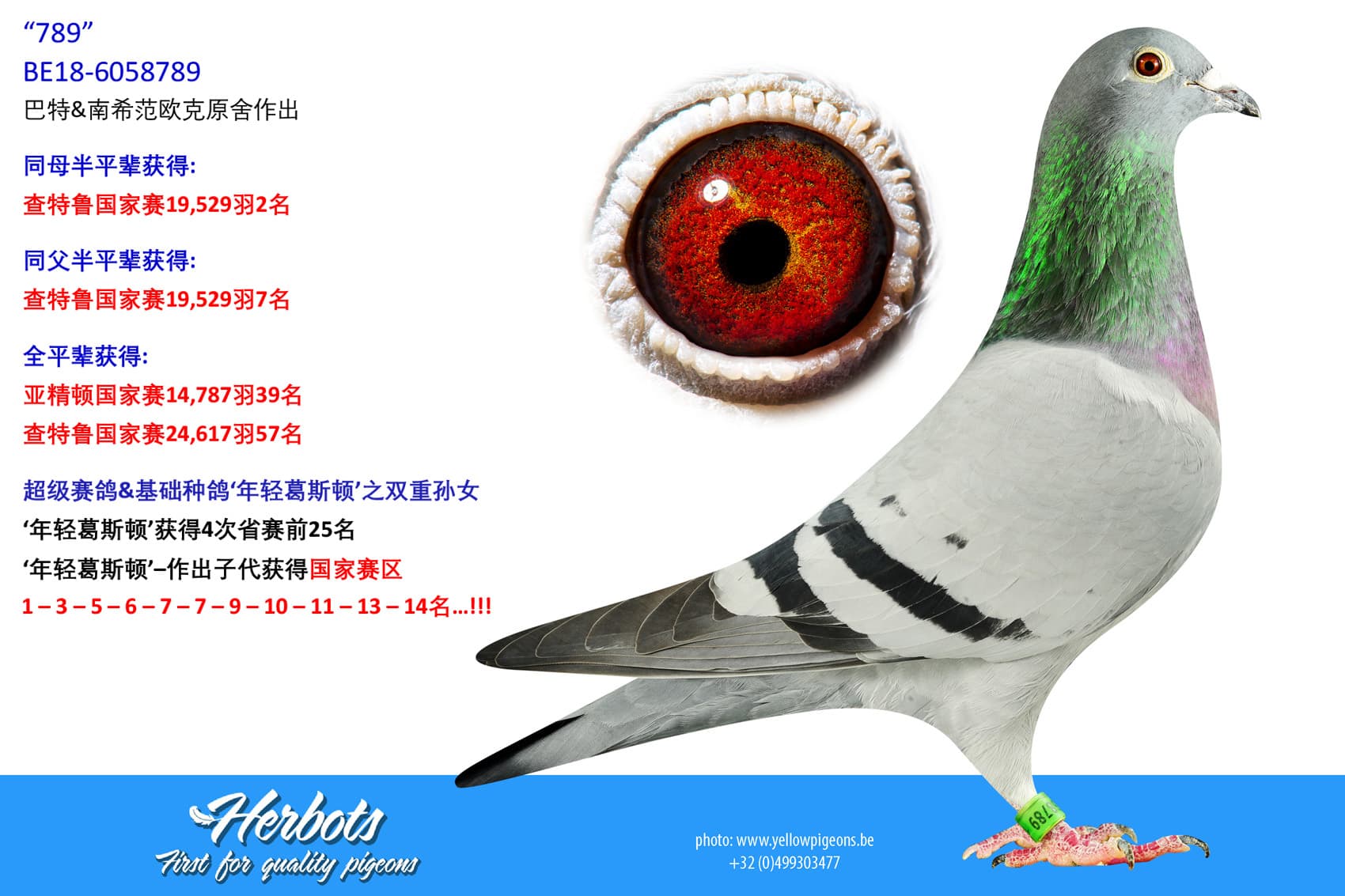 pigeon: undefined